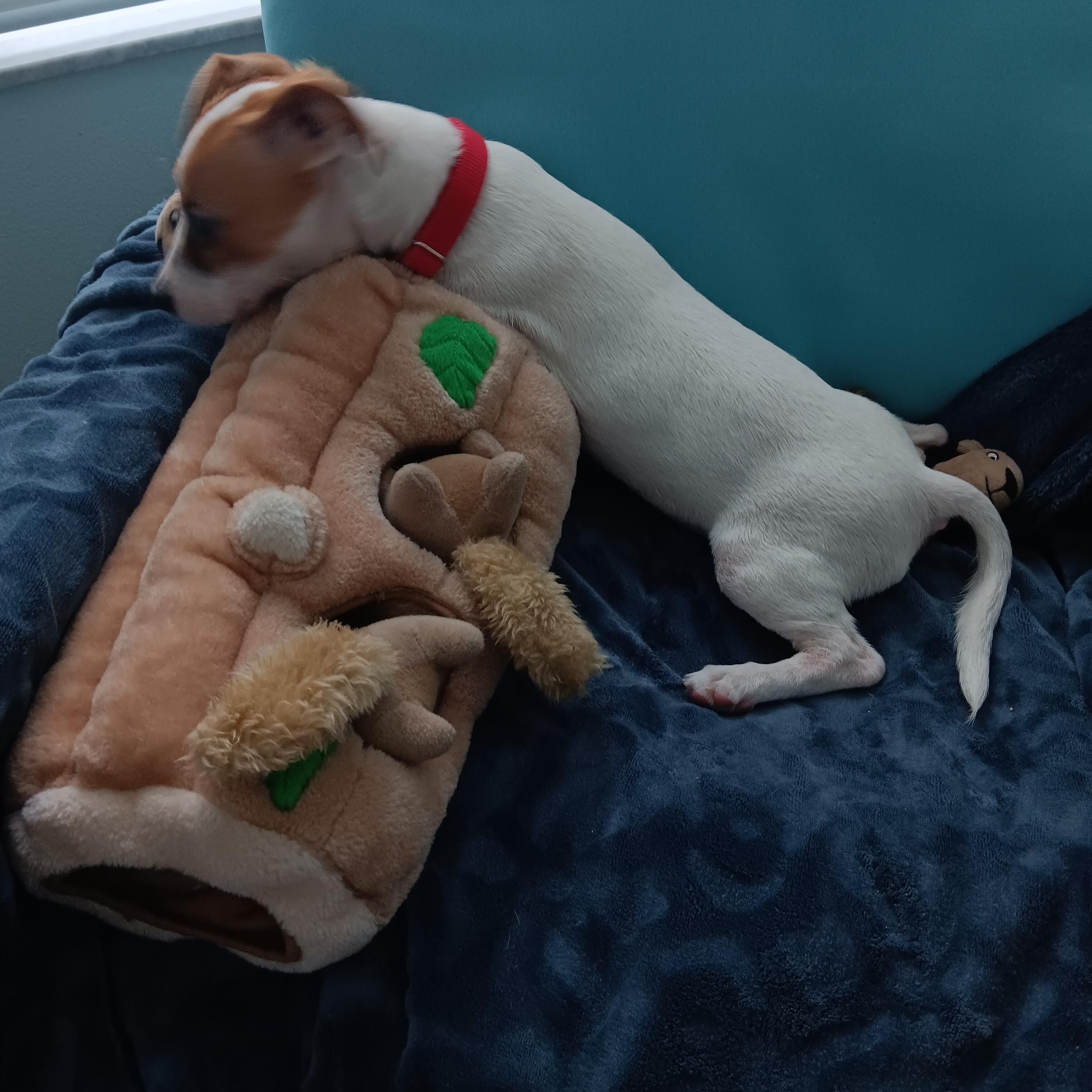 Enlarge Stella, a Adopted mixed breed in Bradenton, FL image 4/6