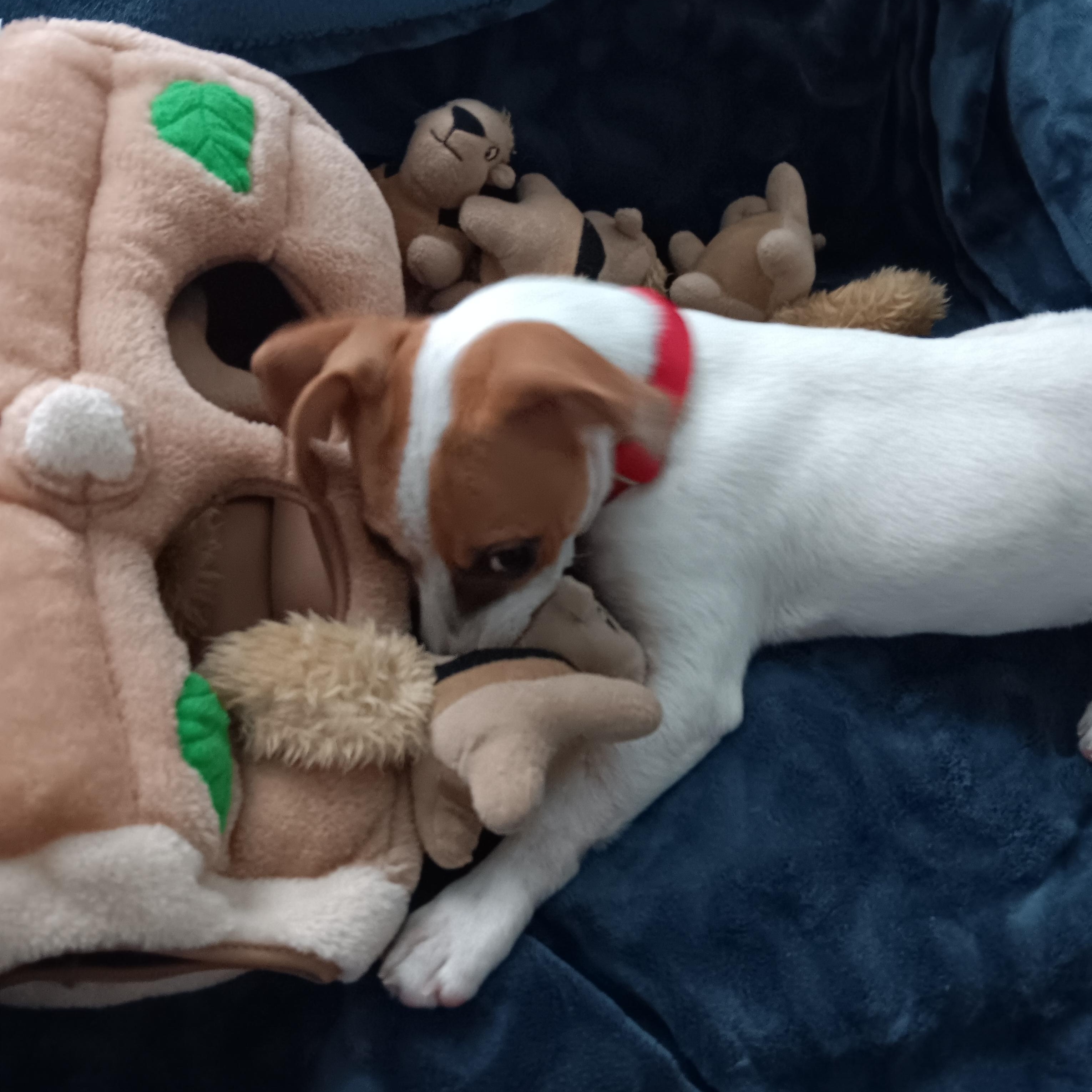 Enlarge Stella, a Adopted mixed breed in Bradenton, FL image 2/6