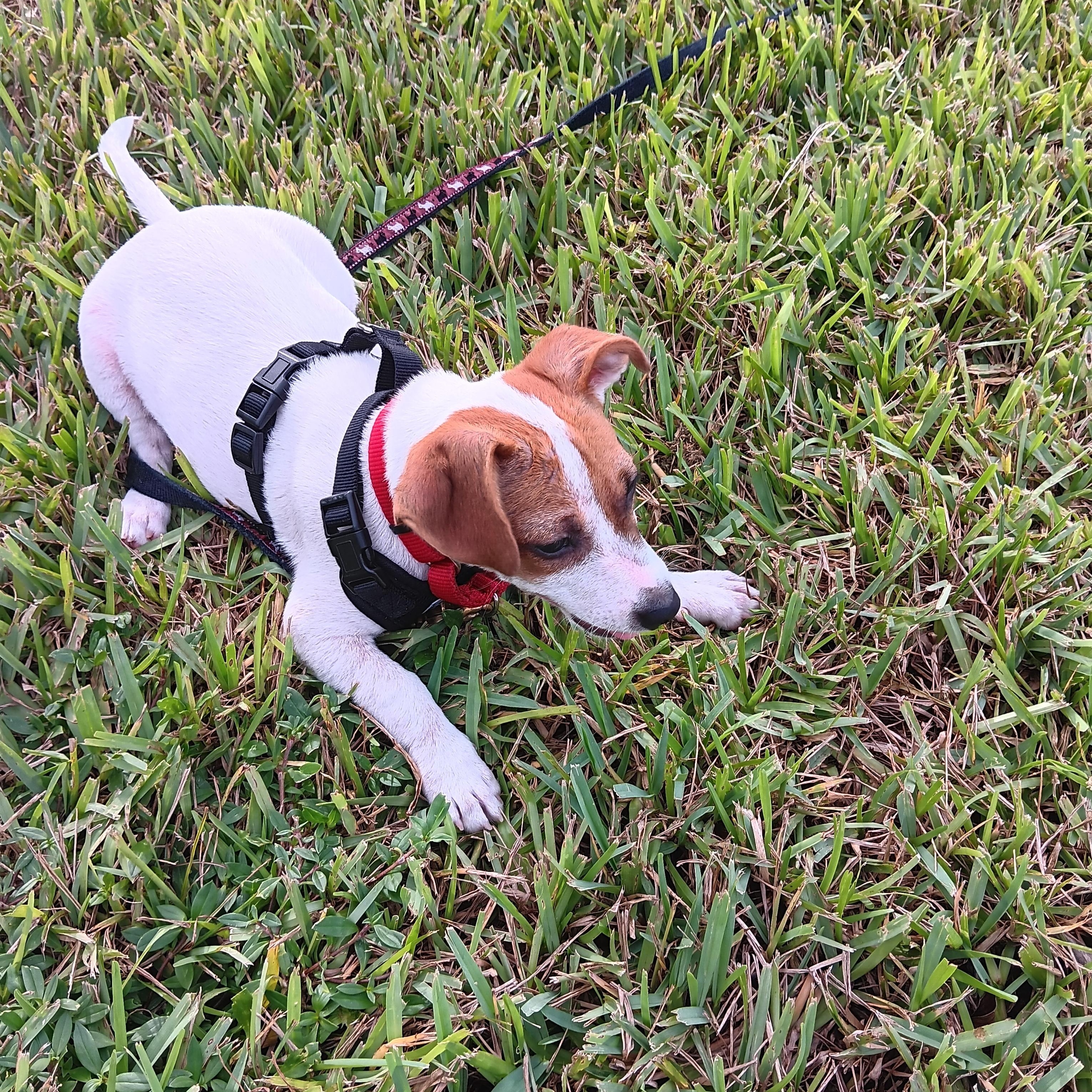 Enlarge Stella, a Adopted mixed breed in Bradenton, FL image 5/6