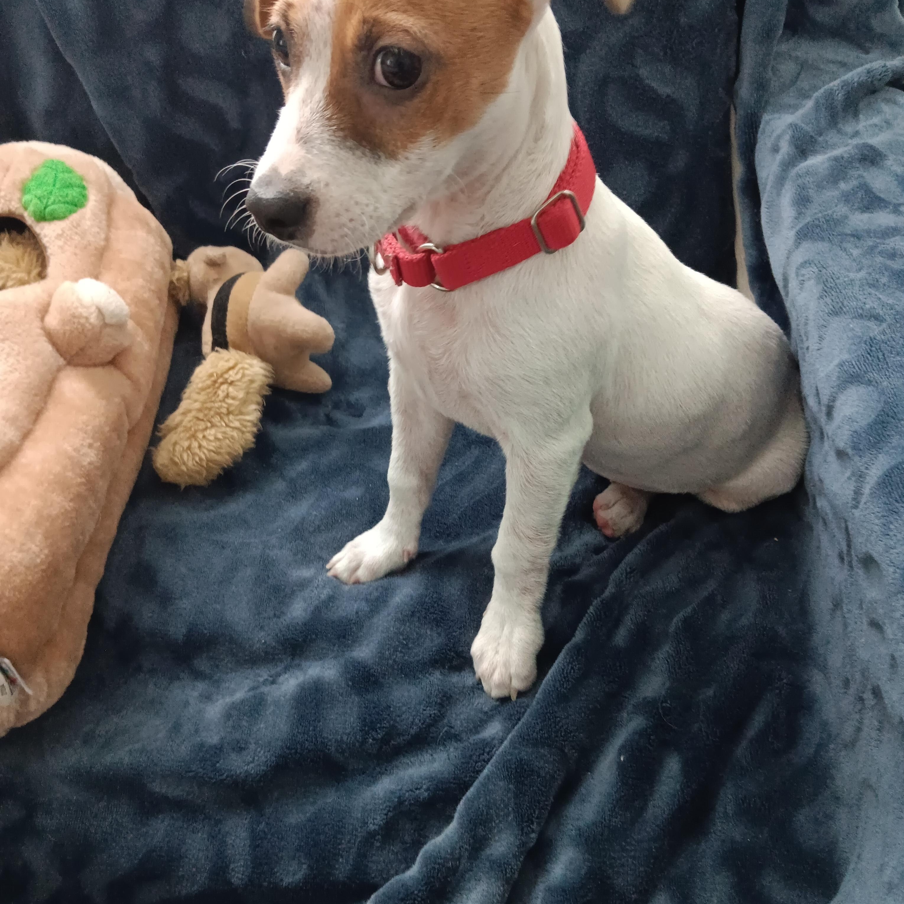 Enlarge Stella, a Adopted mixed breed in Bradenton, FL image 3/6