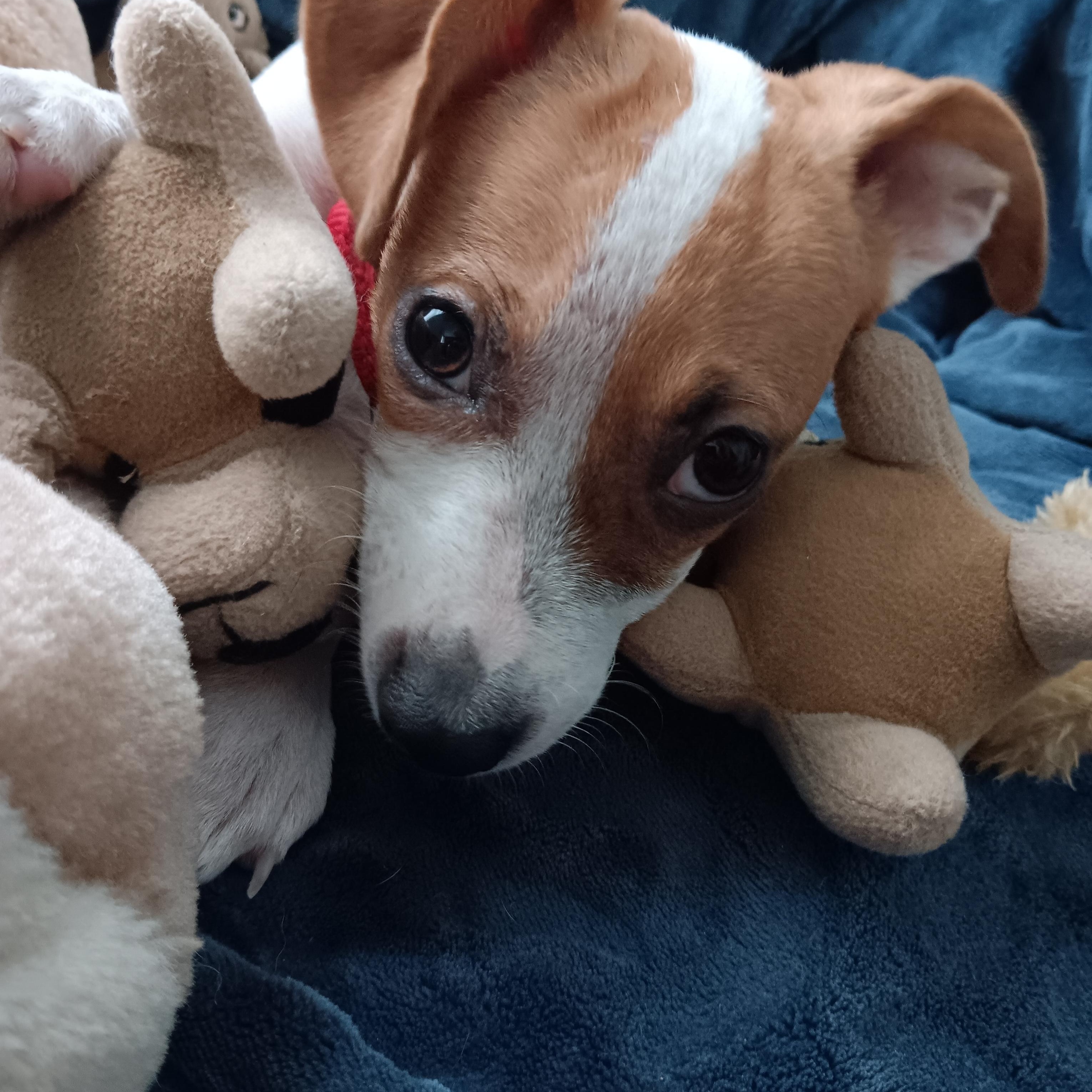 Stella, Adopted, Puppy Female Chihuahua & Beagle.