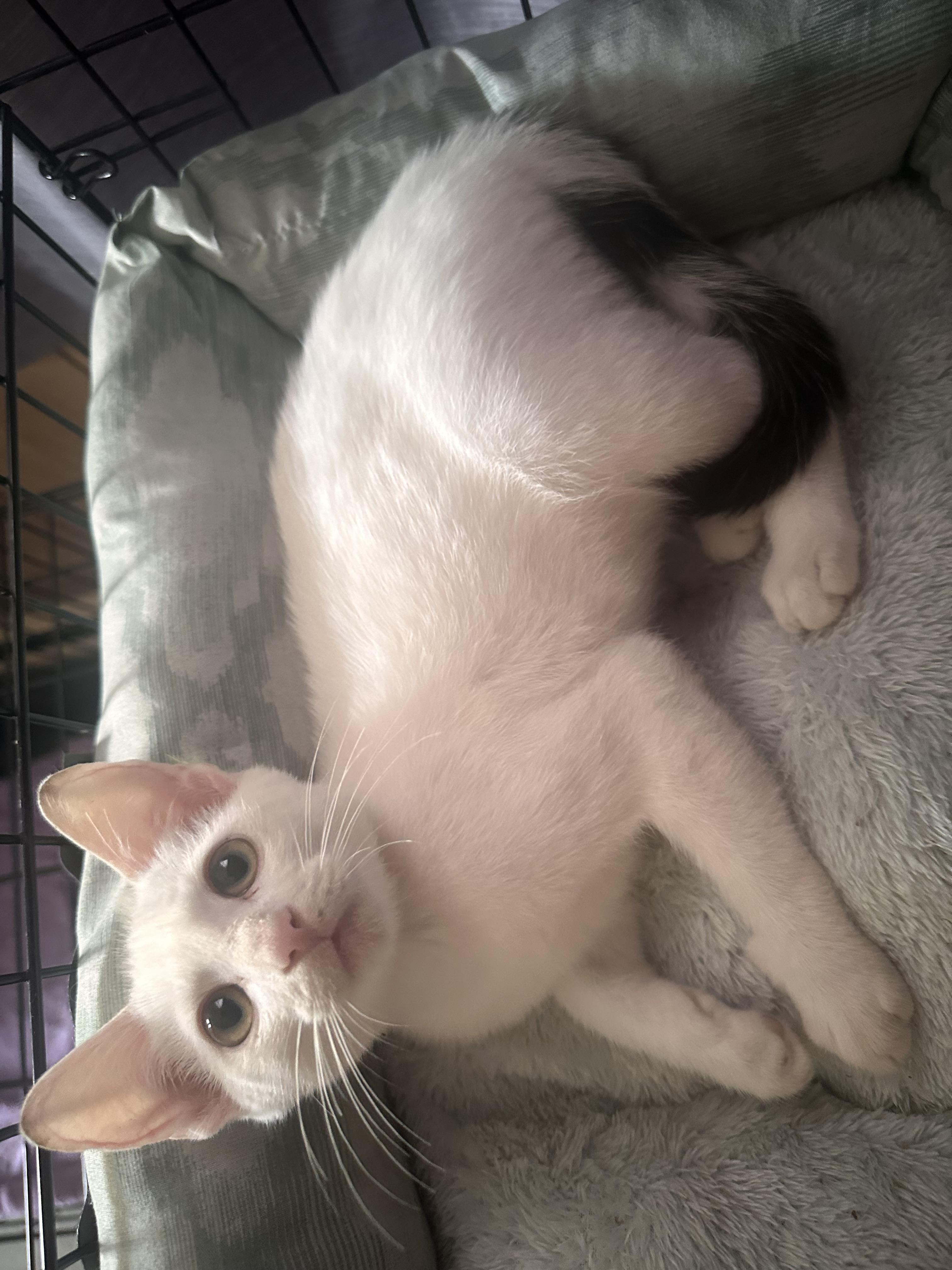 Archie, Adoptable, Kitten Male Domestic Short Hair.
