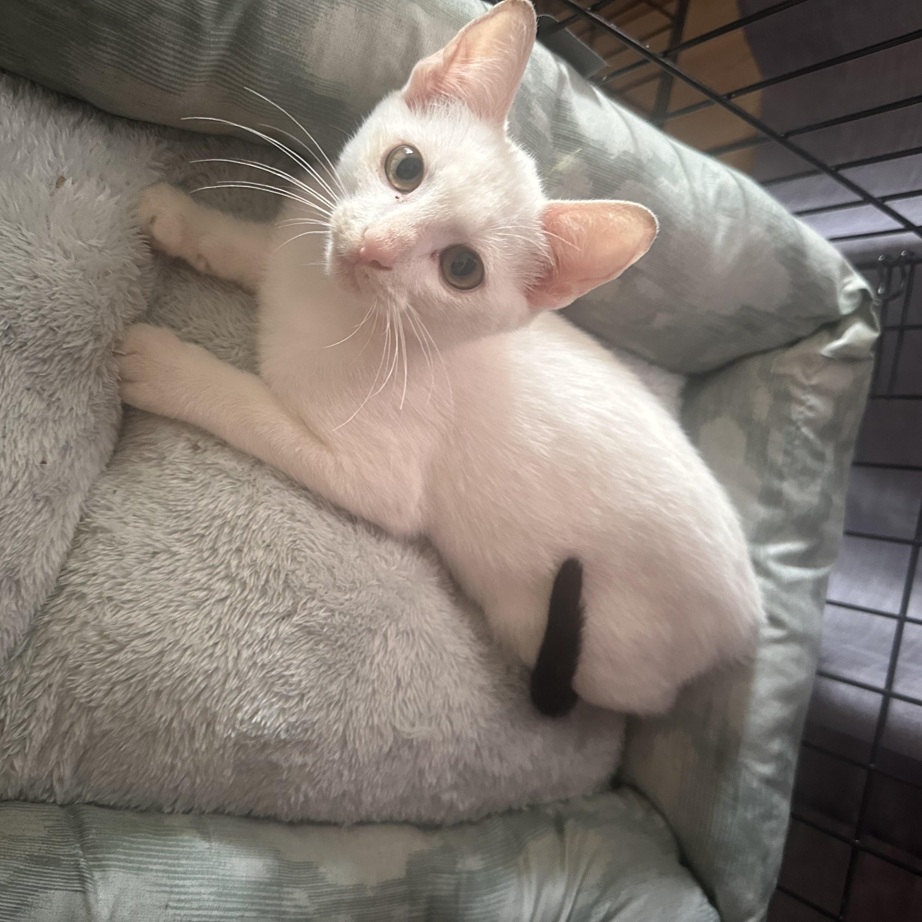 Enlarge Archie, a Adoptable Domestic Short Hair in Pittsburgh, PA image 3/4