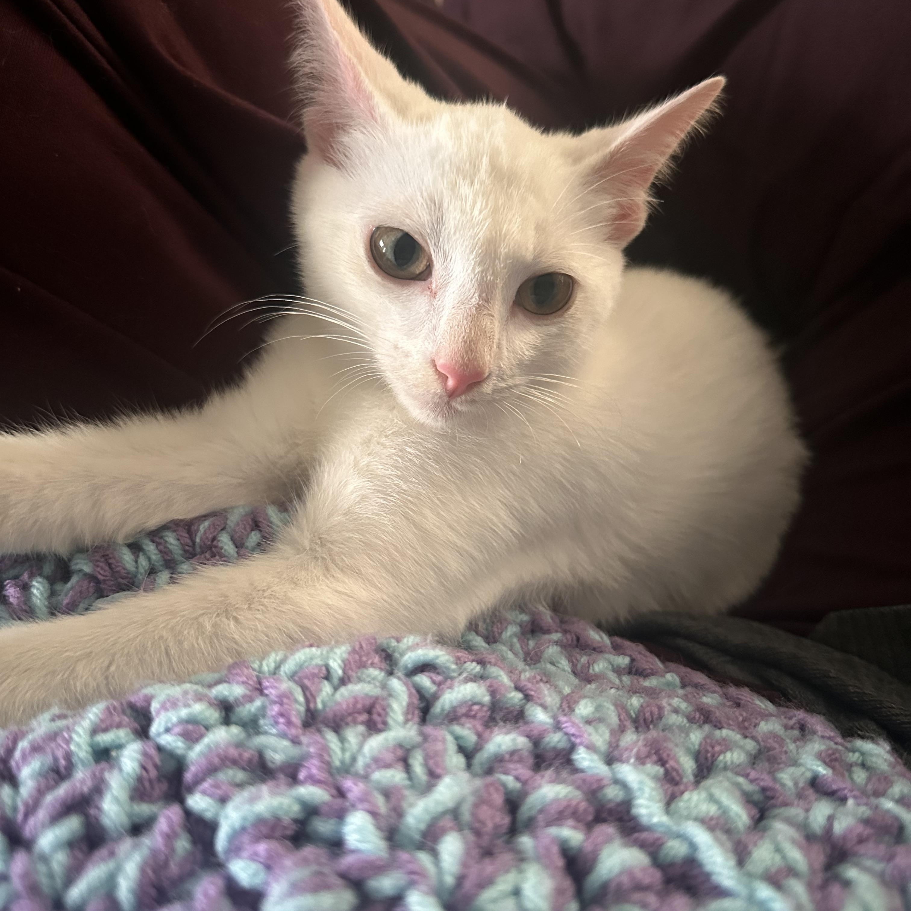 Enlarge Archie, a Adoptable Domestic Short Hair in Pittsburgh, PA image 4/4
