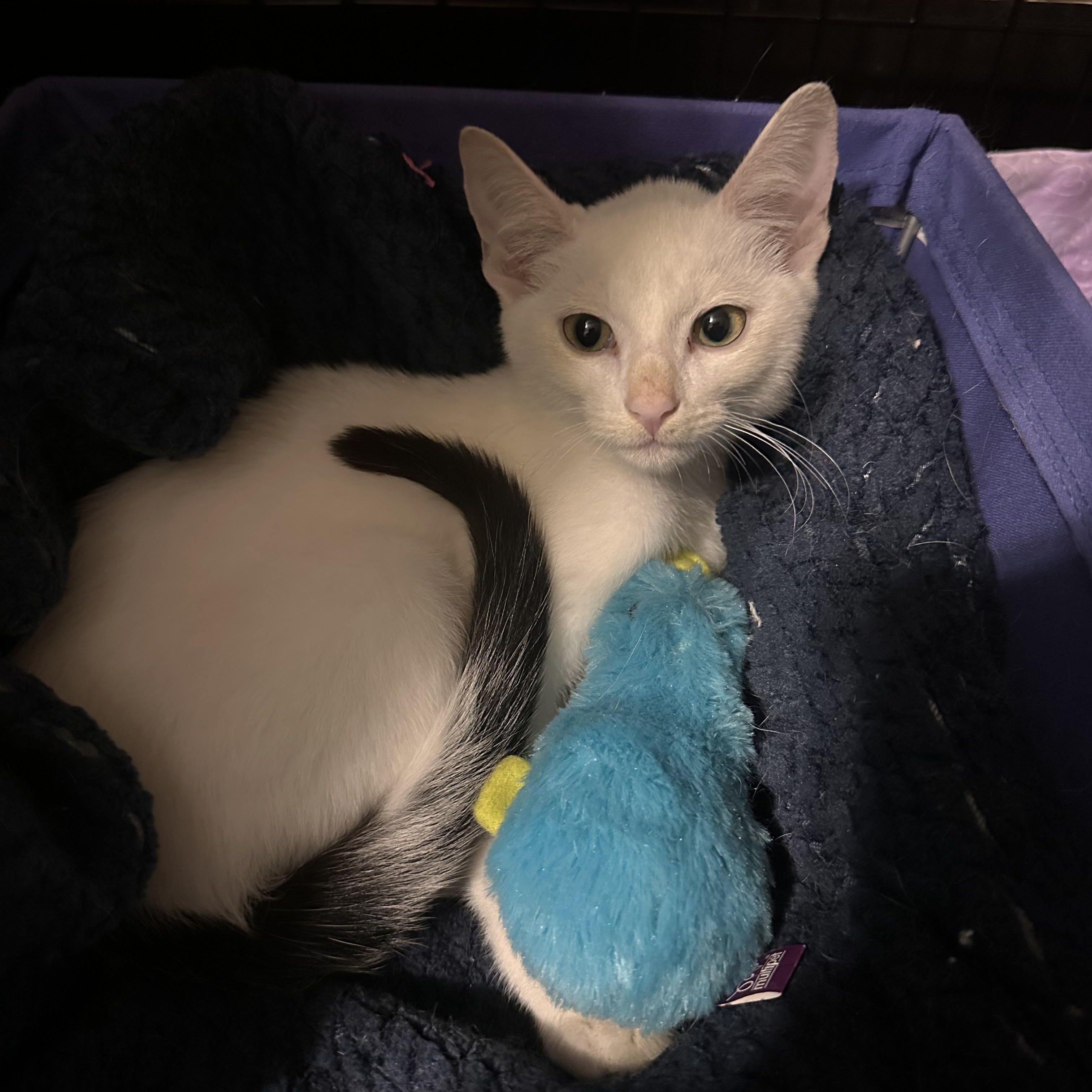Enlarge Archie, a Adoptable Domestic Short Hair in Pittsburgh, PA image 2/4