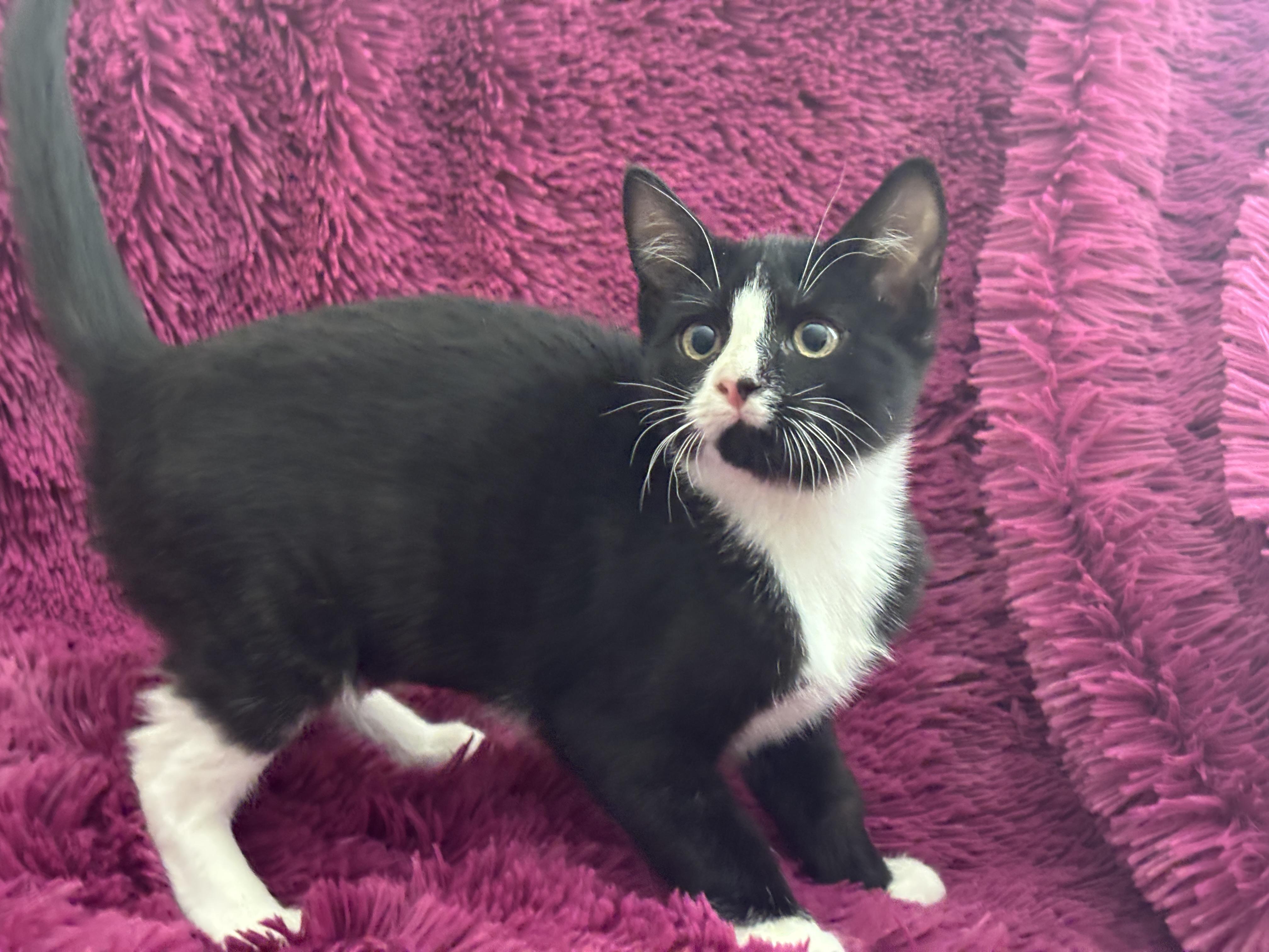 RALPHIE - YES, I'M A GIRL!, a Adoptable Domestic Short Hair in Plano, TX image 2/5