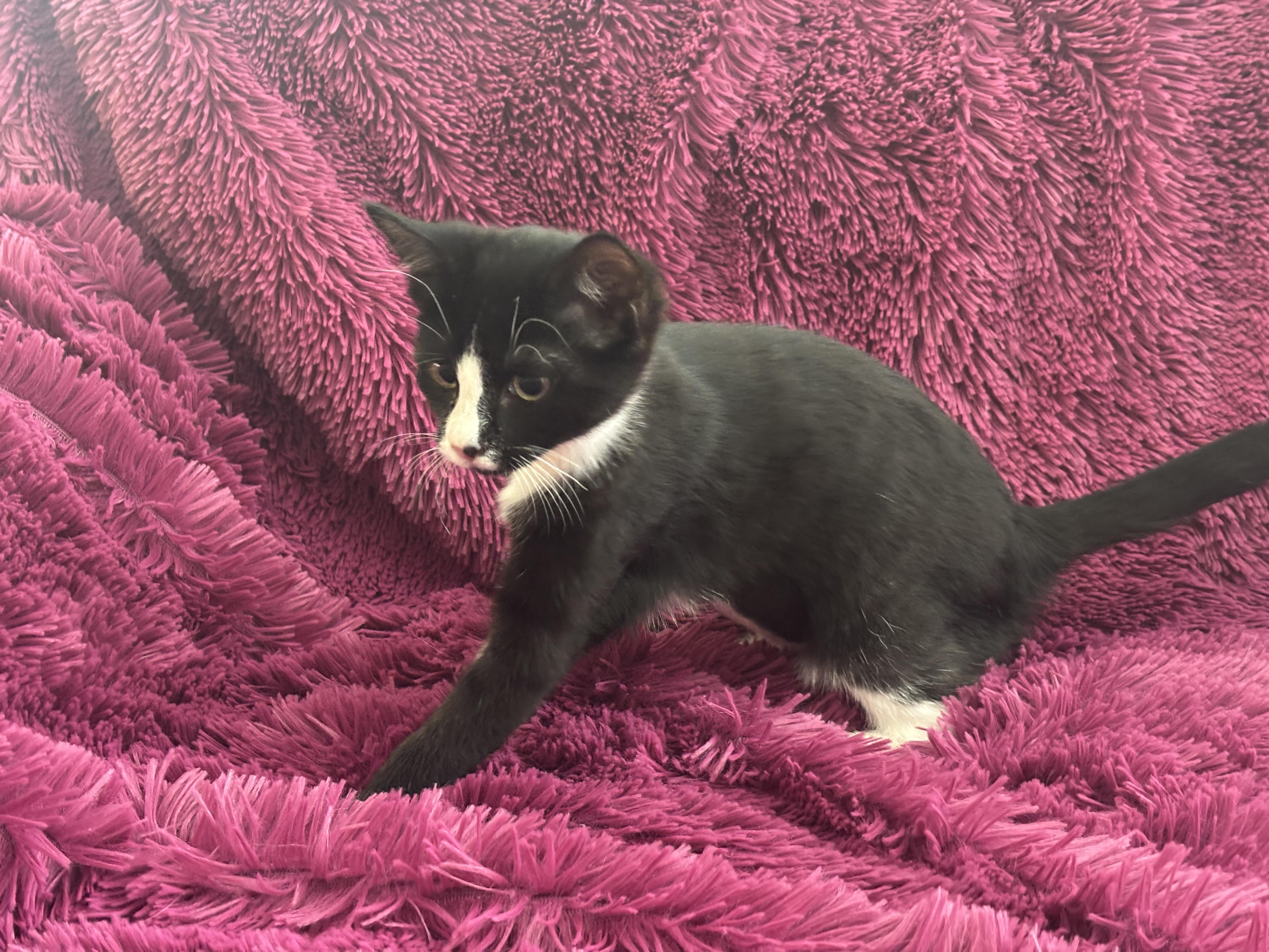 RALPHIE - YES, I'M A GIRL!, a Adoptable Domestic Short Hair in Plano, TX image 3/5