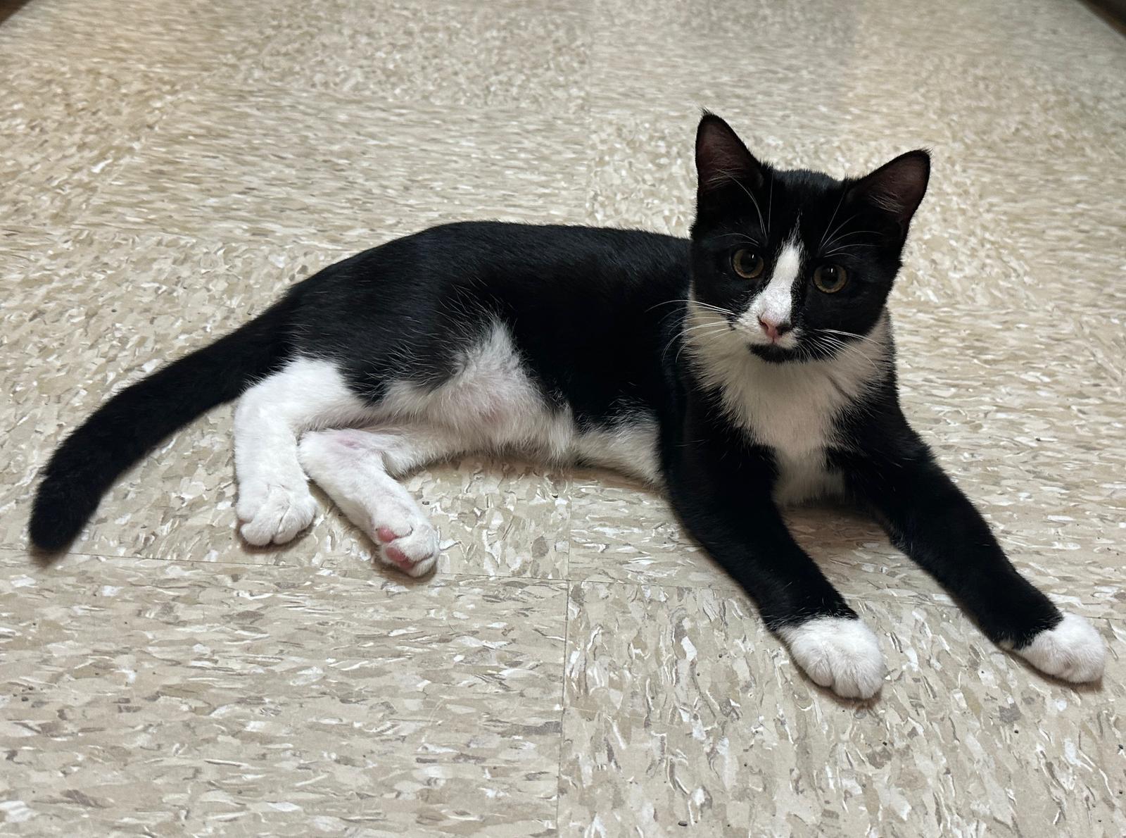 RALPHIE - YES, I'M A GIRL!, a Adoptable Domestic Short Hair in Plano, TX image 4/5