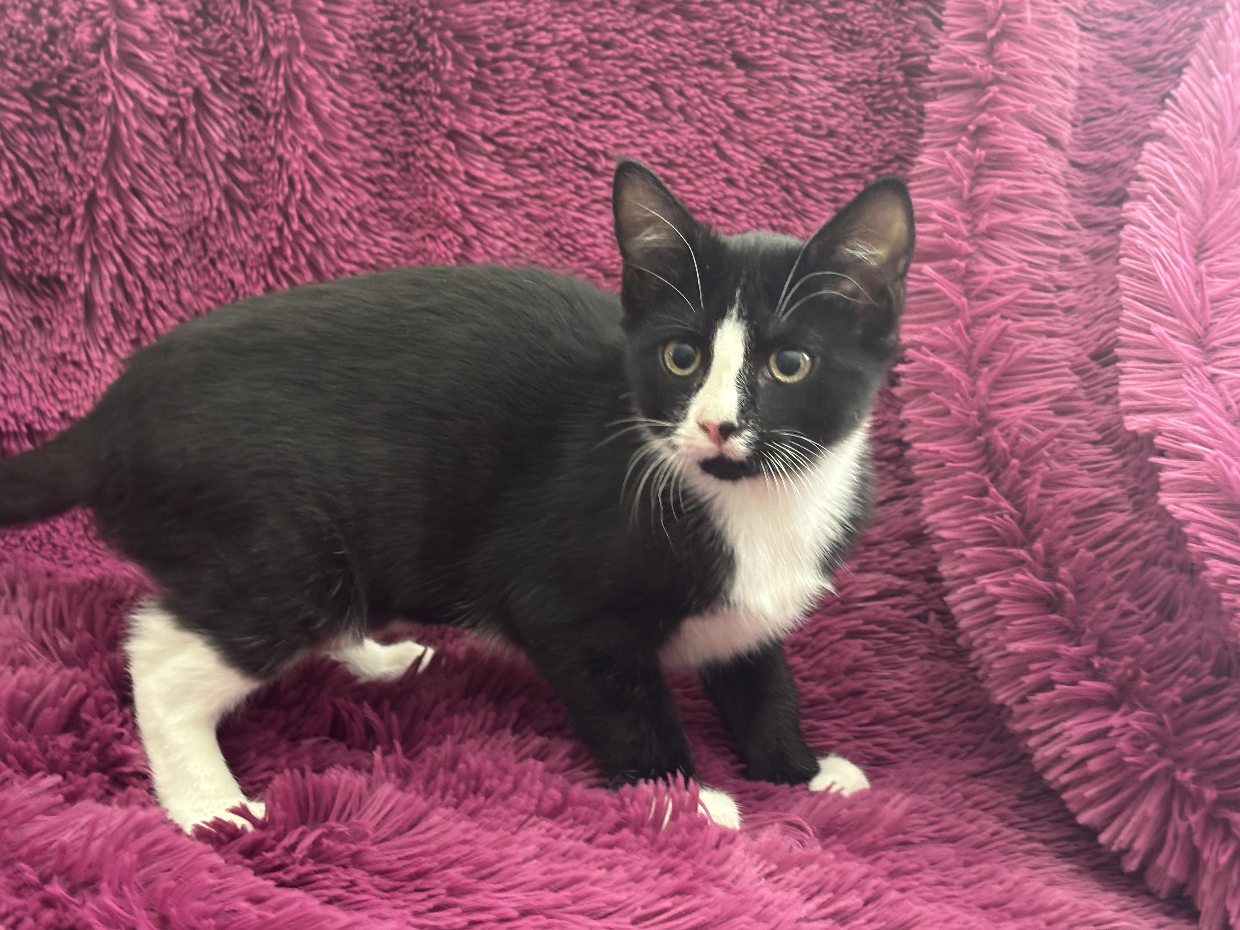 RALPHIE - YES, I'M A GIRL!, a Adoptable Domestic Short Hair in Plano, TX image 5/5