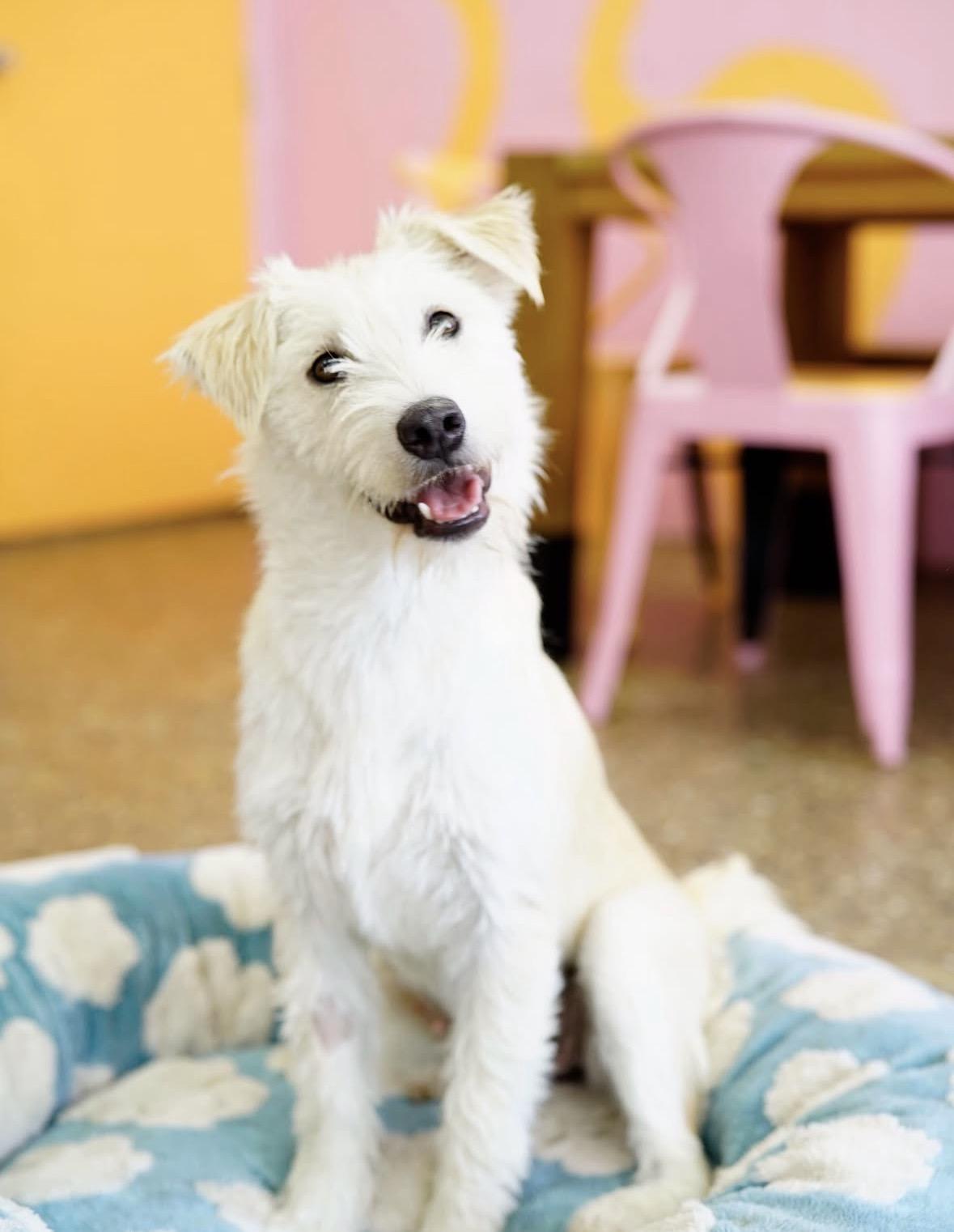 Gemma, ADOPTABLE, Puppy Female Terrier.