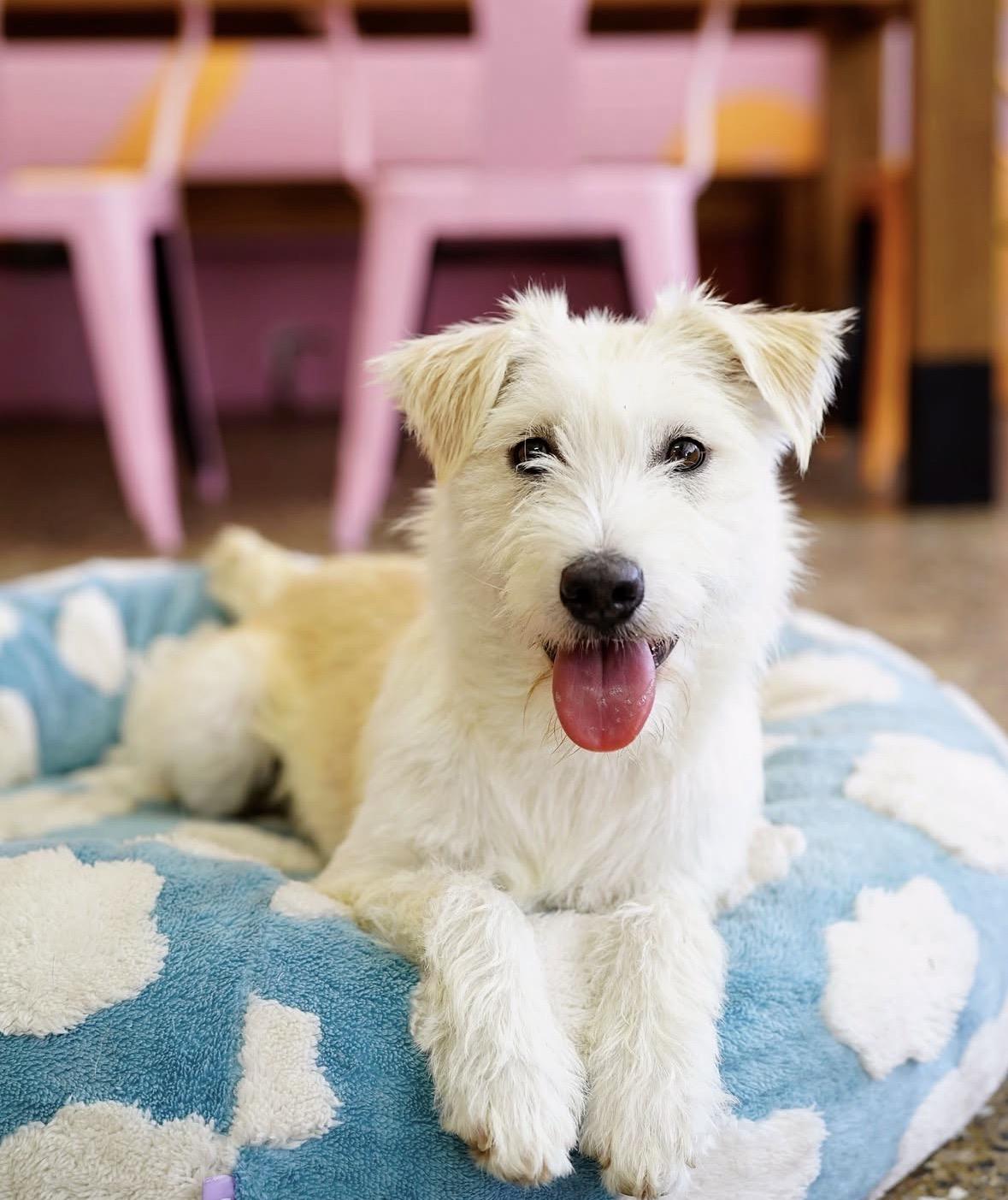 Enlarge Gemma, a ADOPTABLE mixed breed in Pasadena, CA image 4/6