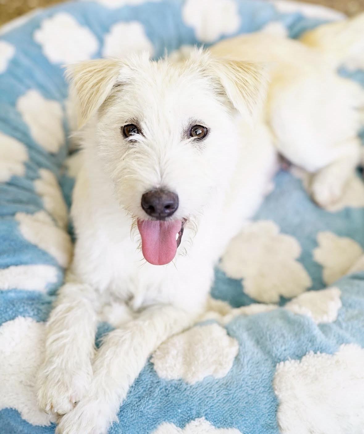 Enlarge Gemma, a ADOPTABLE mixed breed in Pasadena, CA image 5/6
