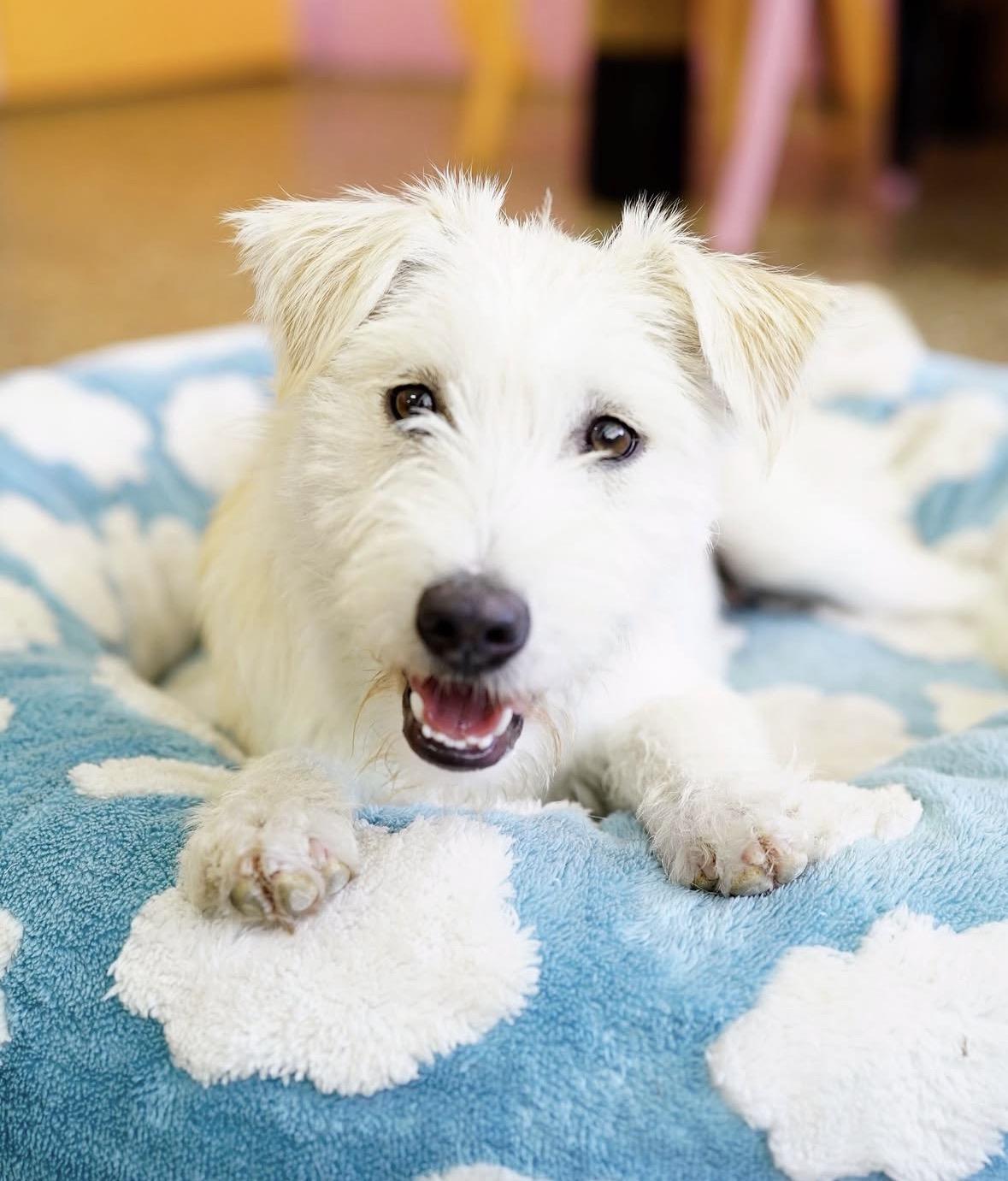 Enlarge Gemma, a ADOPTABLE mixed breed in Pasadena, CA image 3/6
