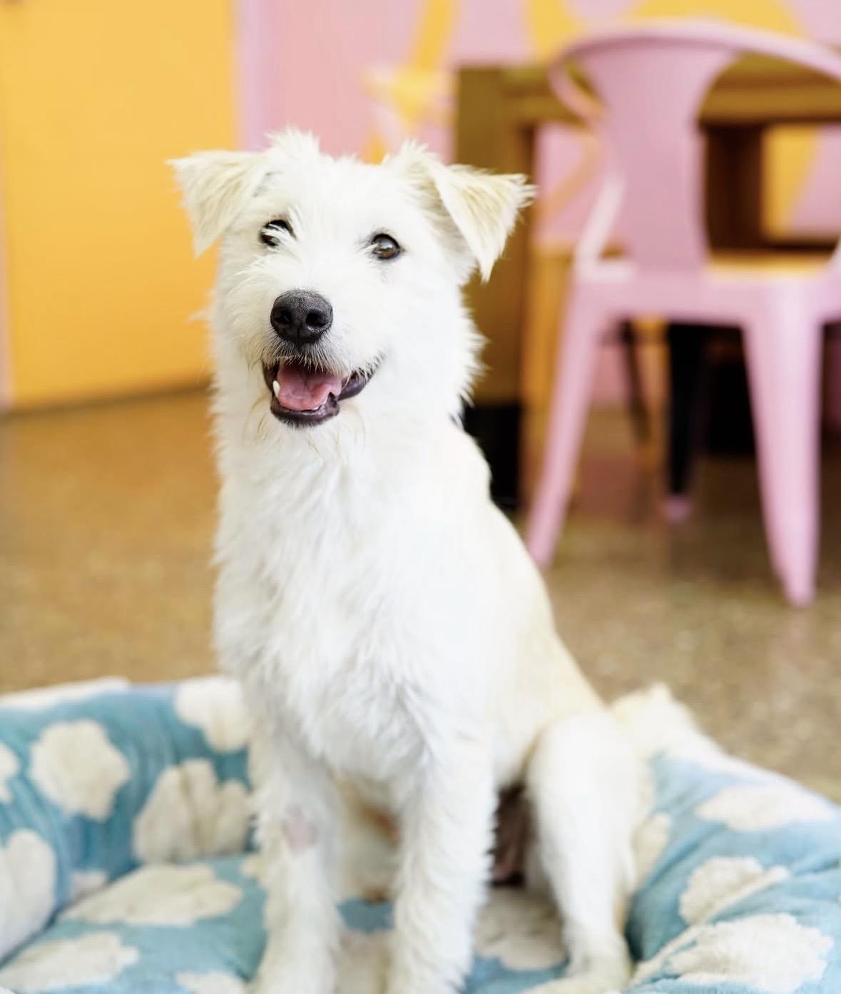 Enlarge Gemma, a ADOPTABLE mixed breed in Pasadena, CA image 6/6