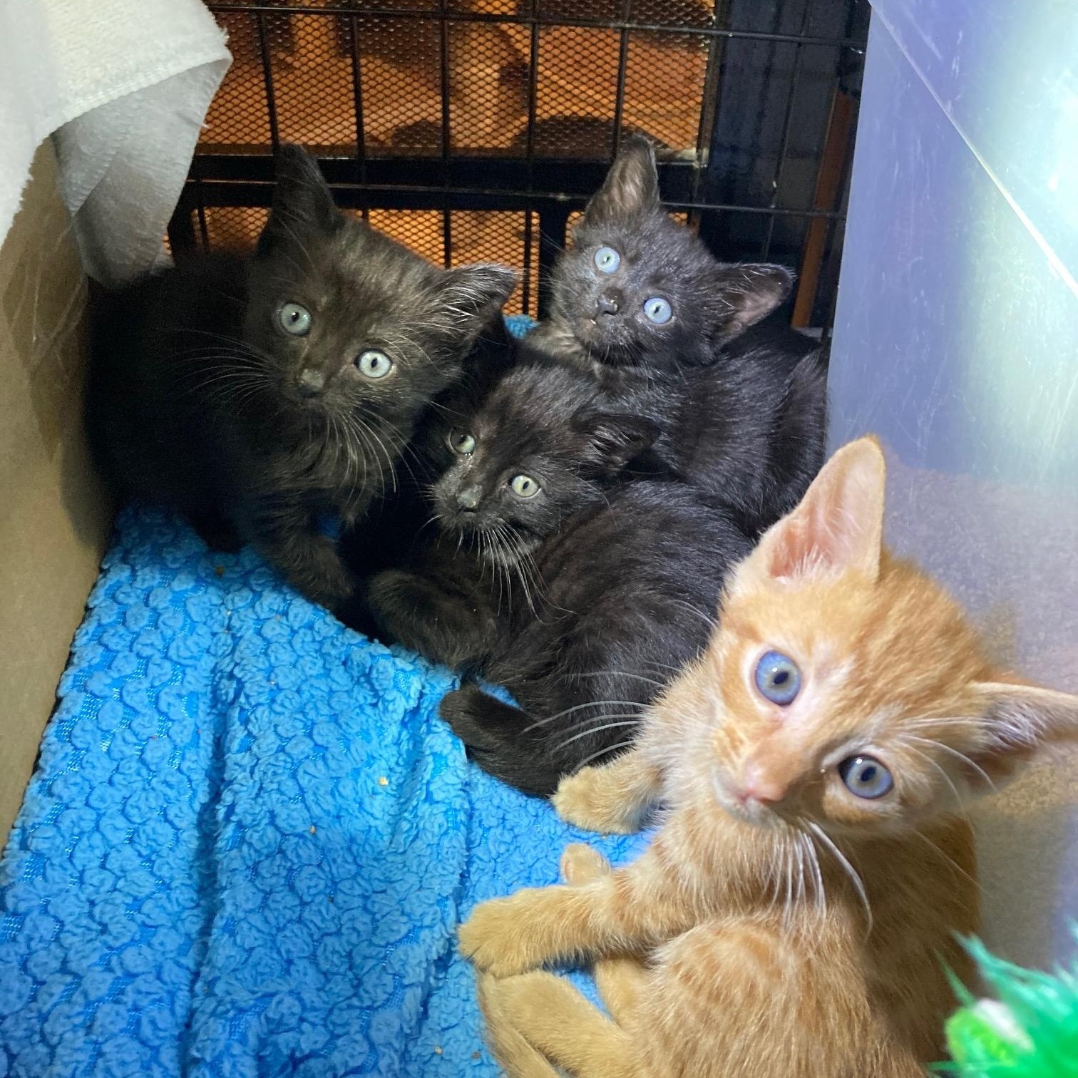 Litter of 4 BOYS, ADOPTABLE, Kitten Male Domestic Short Hair.