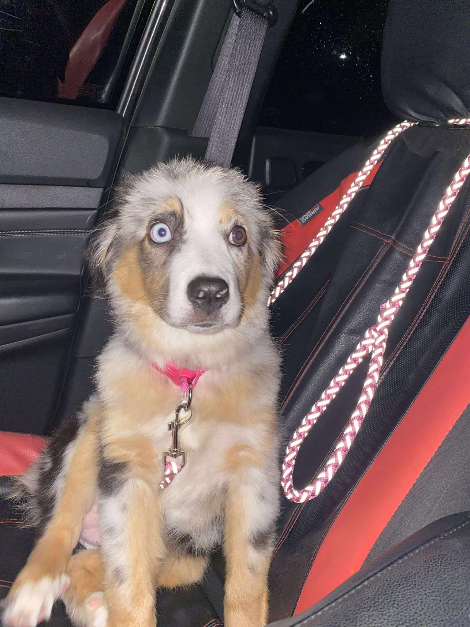 Lily Mae, Adopted, Puppy Female Australian Shepherd.