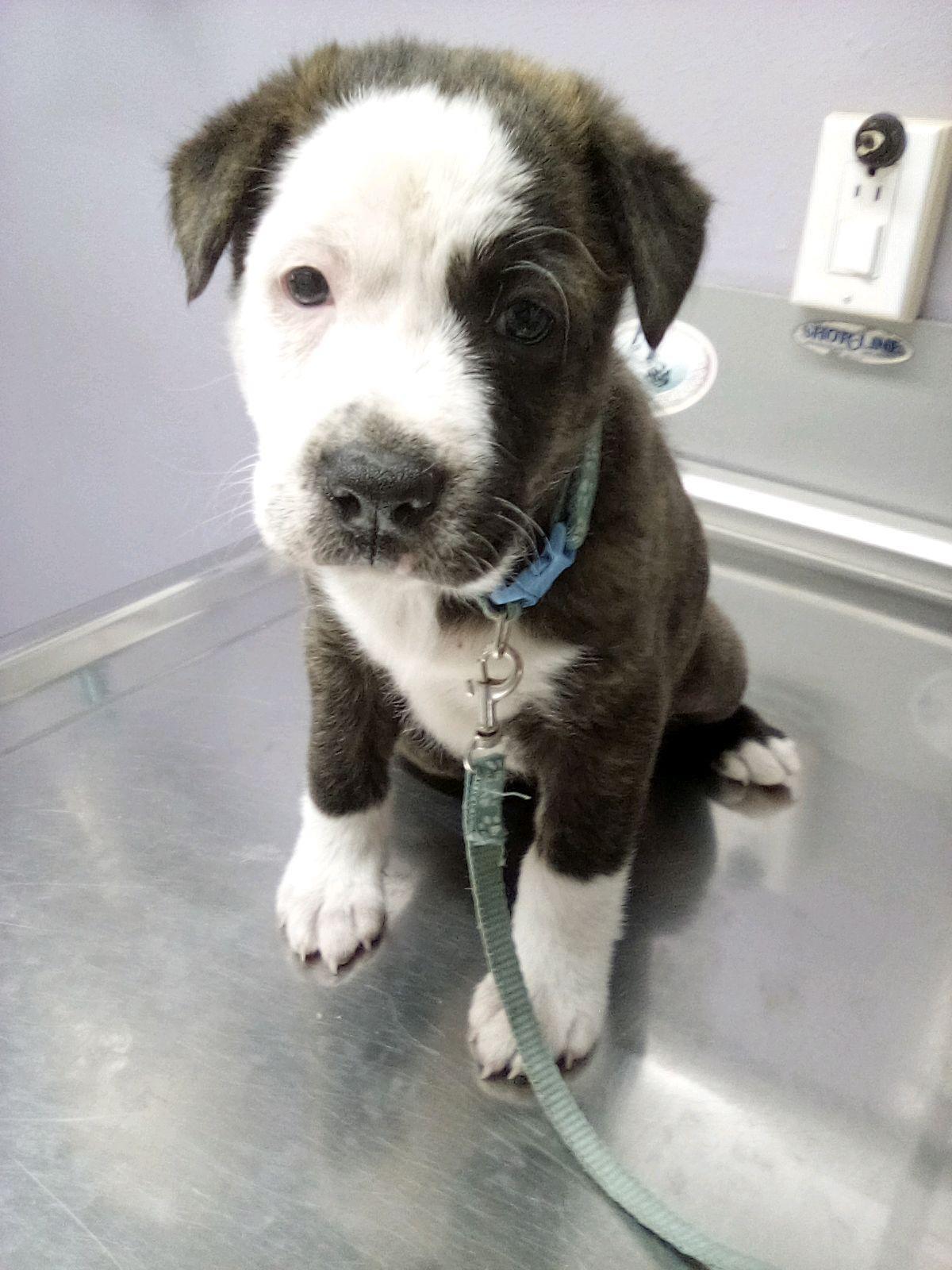 Enlarge JOY, an adopted mixed breed in Sparks, MD, MD image 3/6