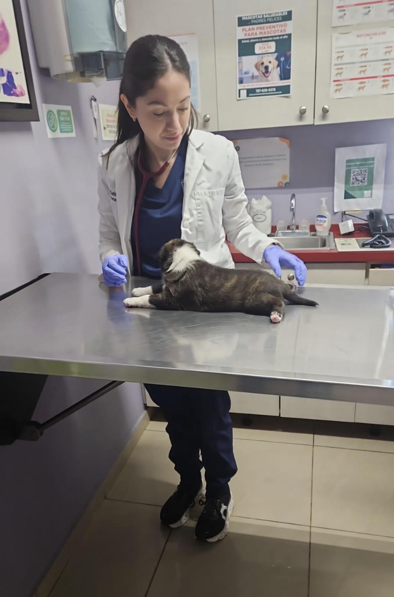 Enlarge JOY, an adopted mixed breed in Sparks, MD, MD image 5/6