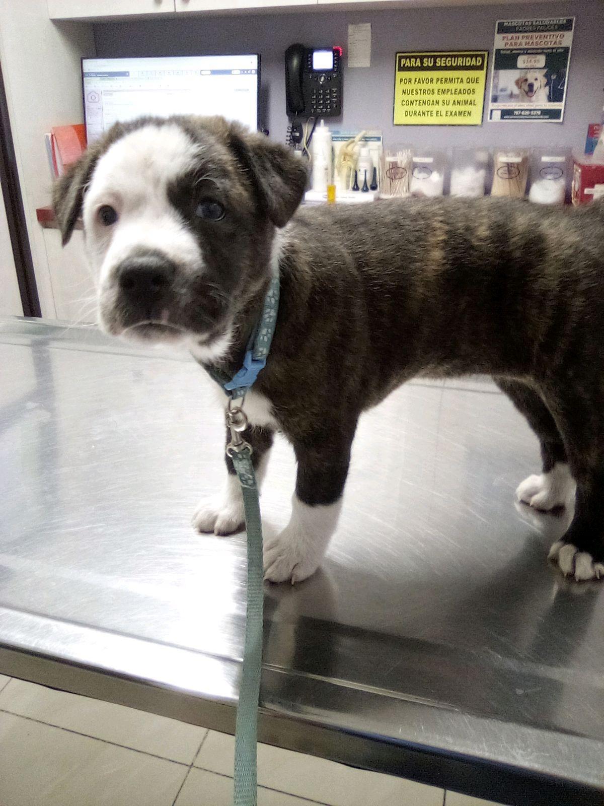 Enlarge JOY, an adopted mixed breed in Sparks, MD, MD image 4/6