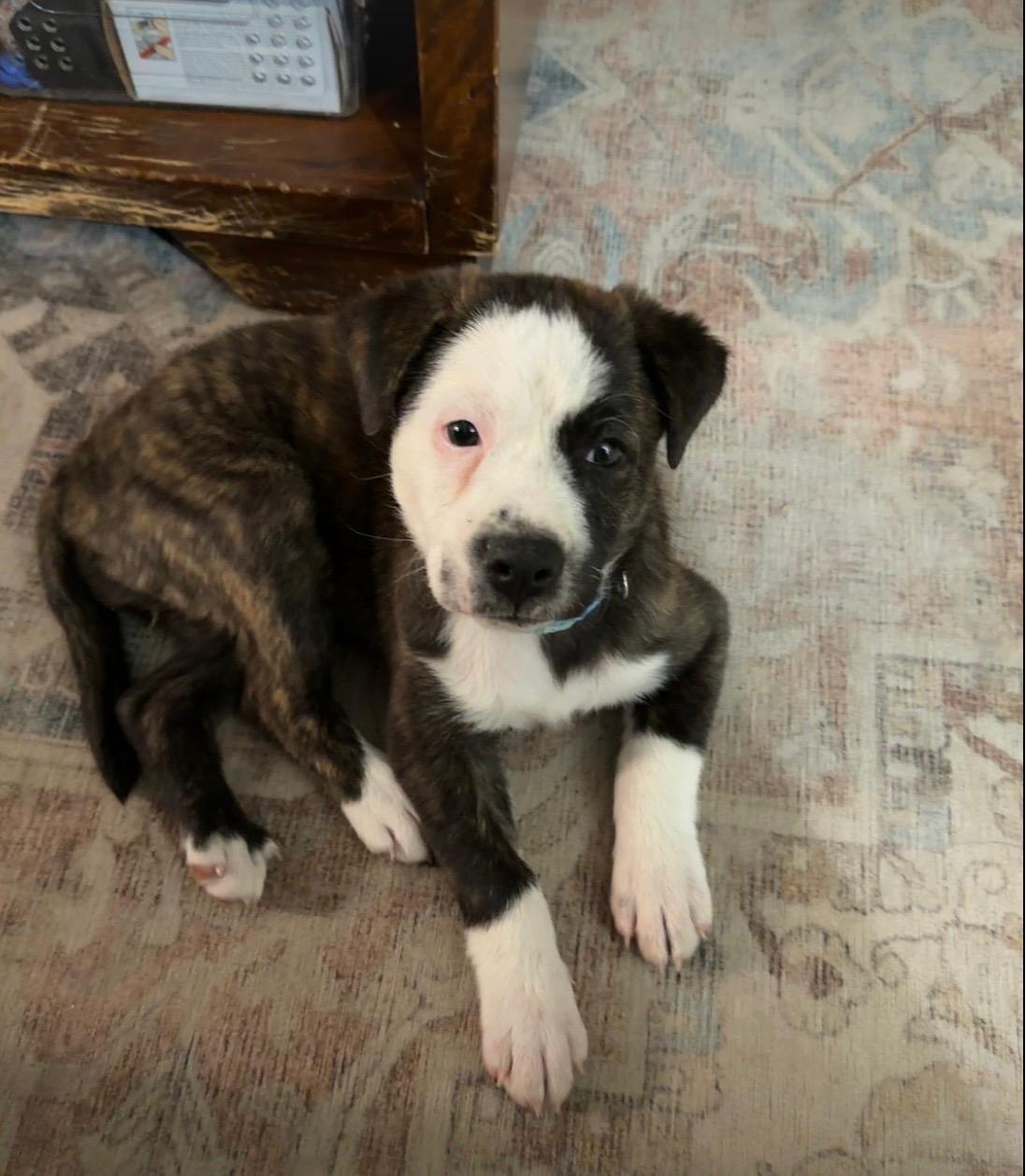 JOY, adopted, Puppy Female Shepherd & Labrador Retriever.