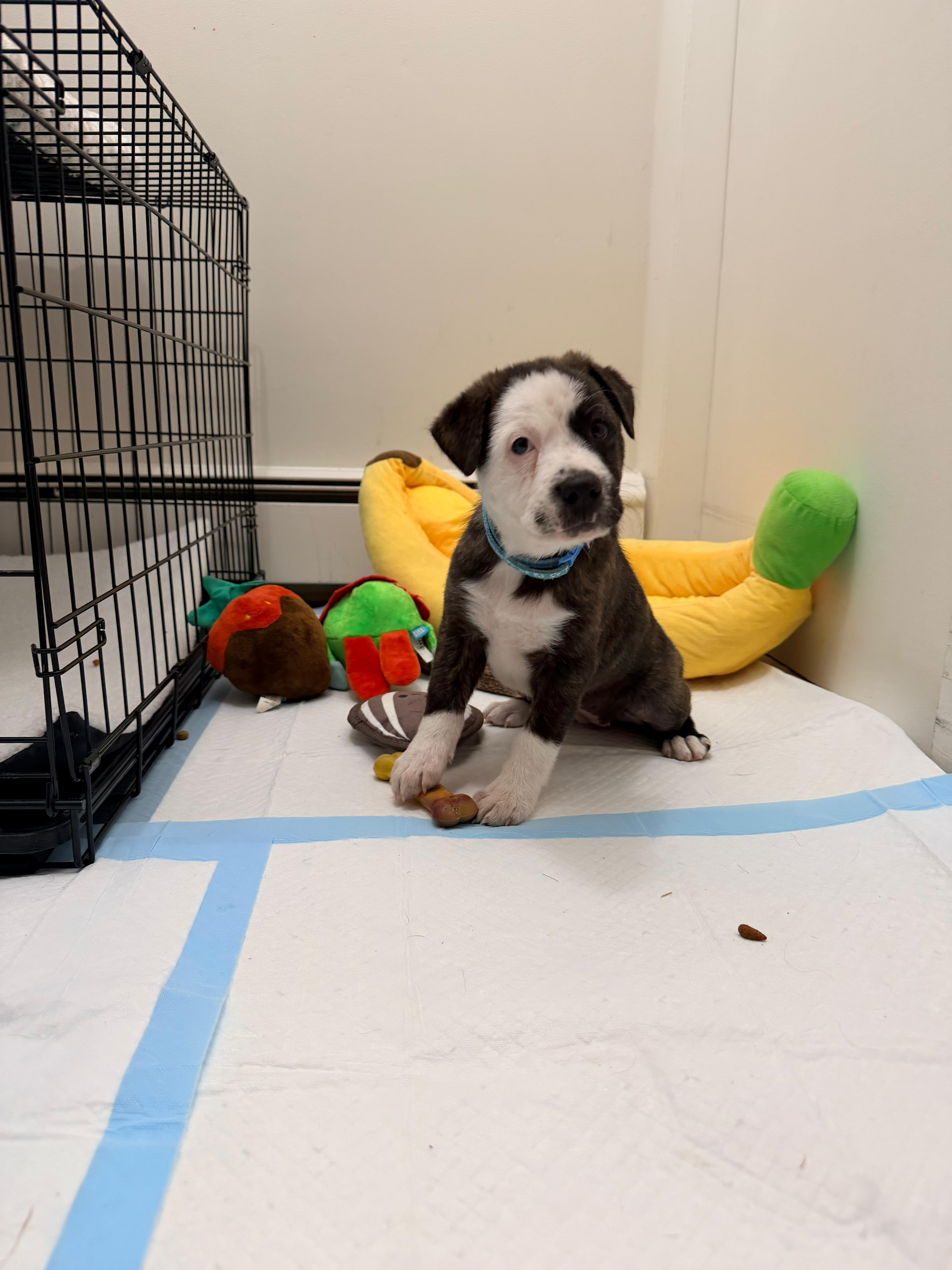 Enlarge JOY, an adopted mixed breed in Sparks, MD, MD image 2/6