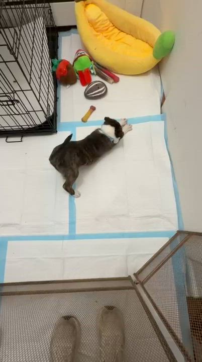 Enlarge JOY, an adopted mixed breed in Sparks, MD, MD video 6/6