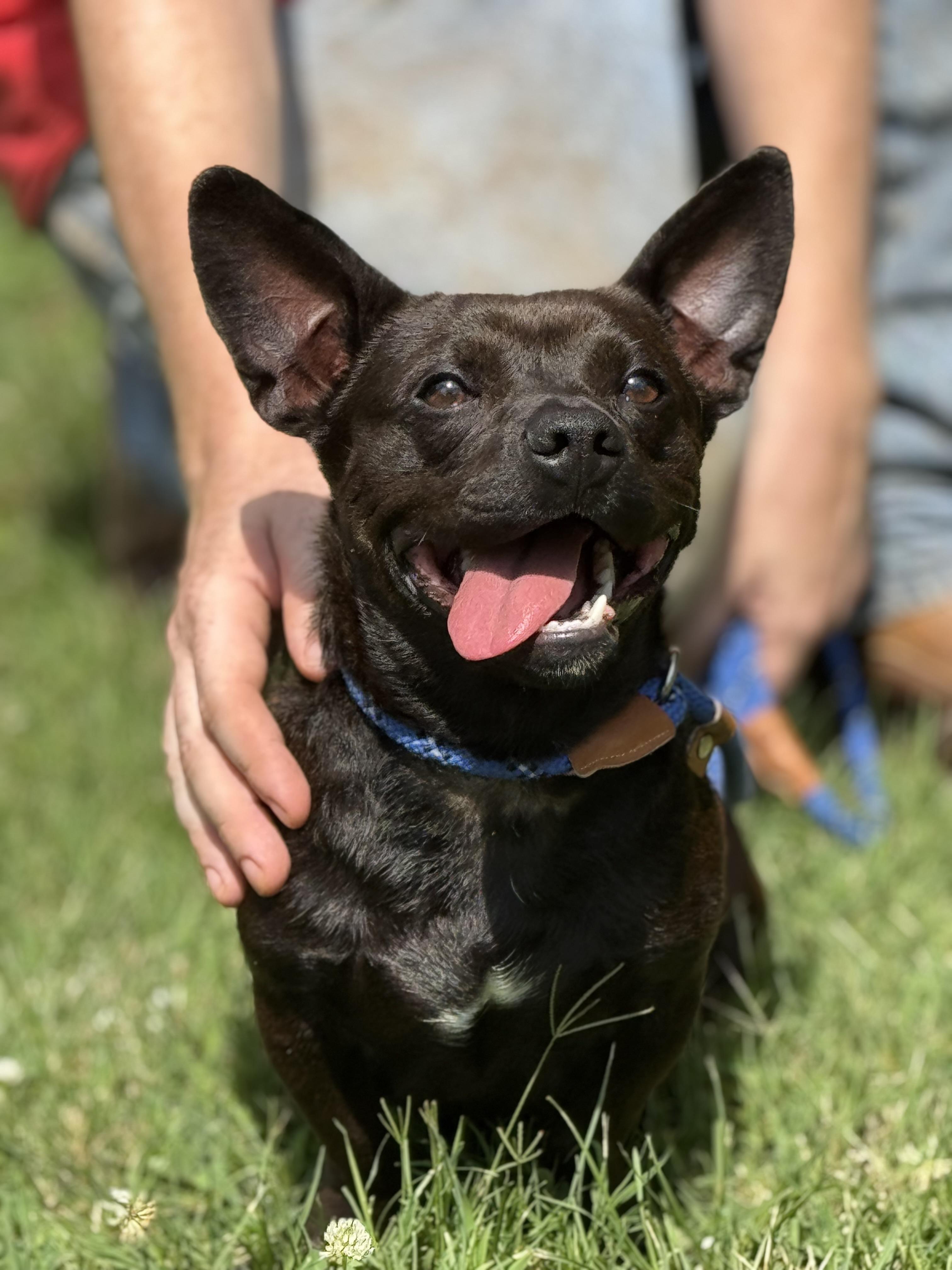 Bean Dip, an adopted mixed breed in Richmond, VA image 1/3