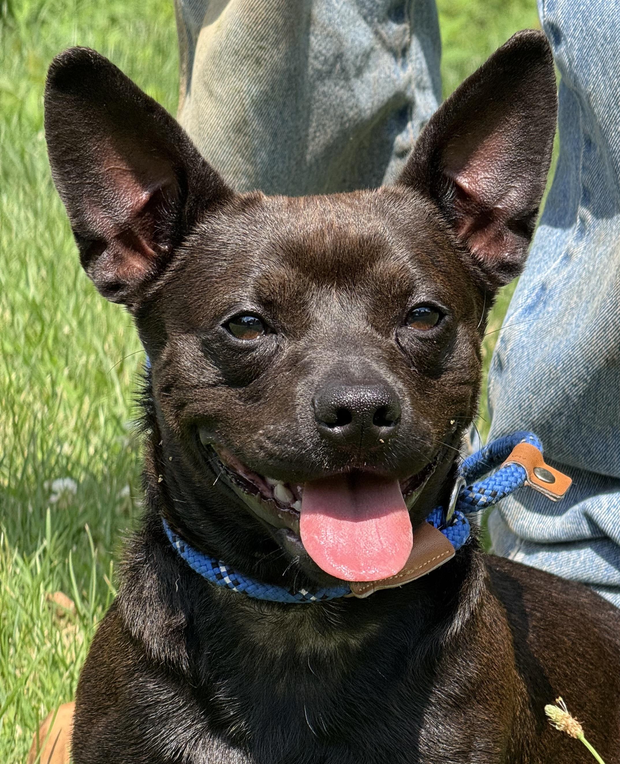 Bean Dip, an adopted mixed breed in Richmond, VA image 3/3