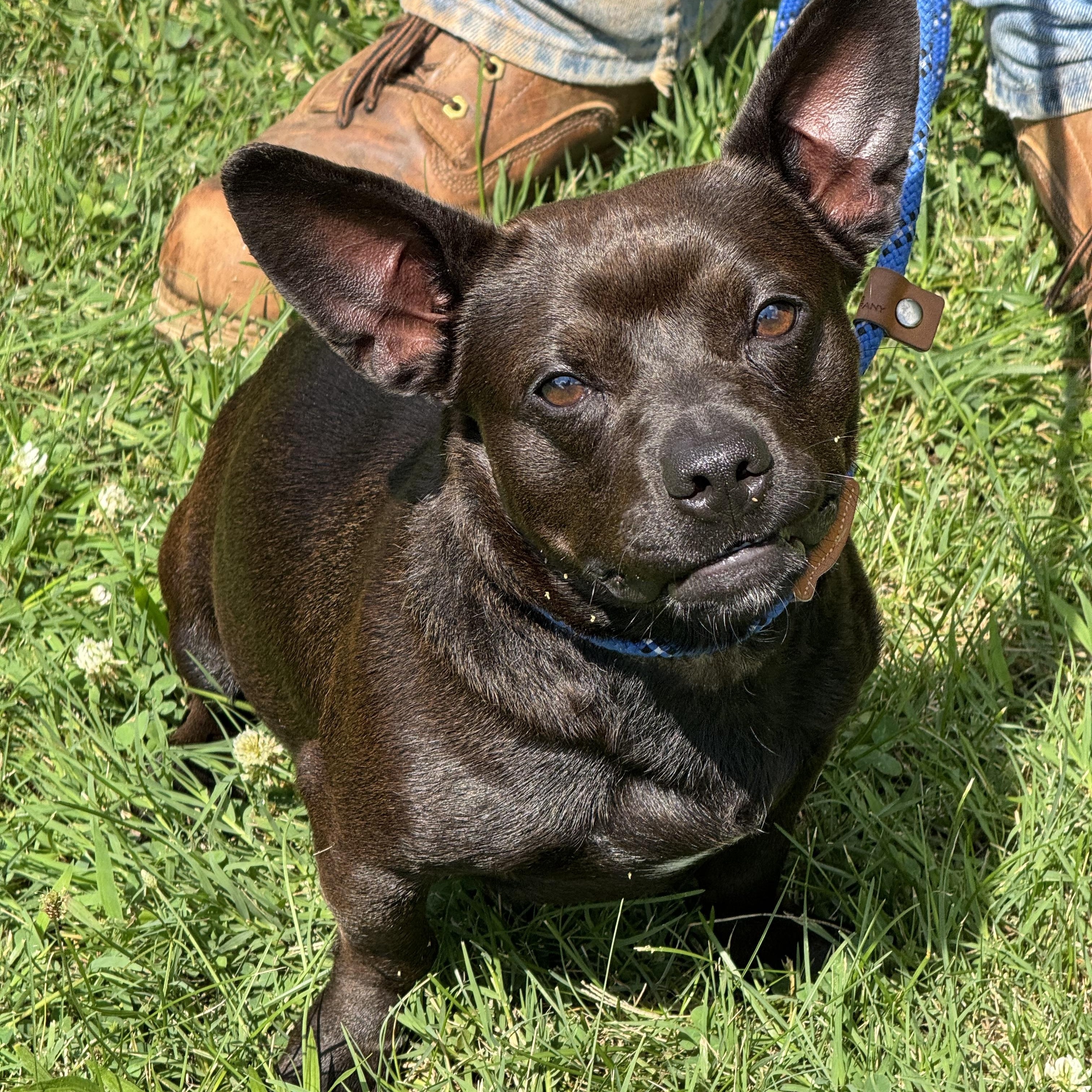 Bean Dip, an adopted mixed breed in Richmond, VA image 2/3