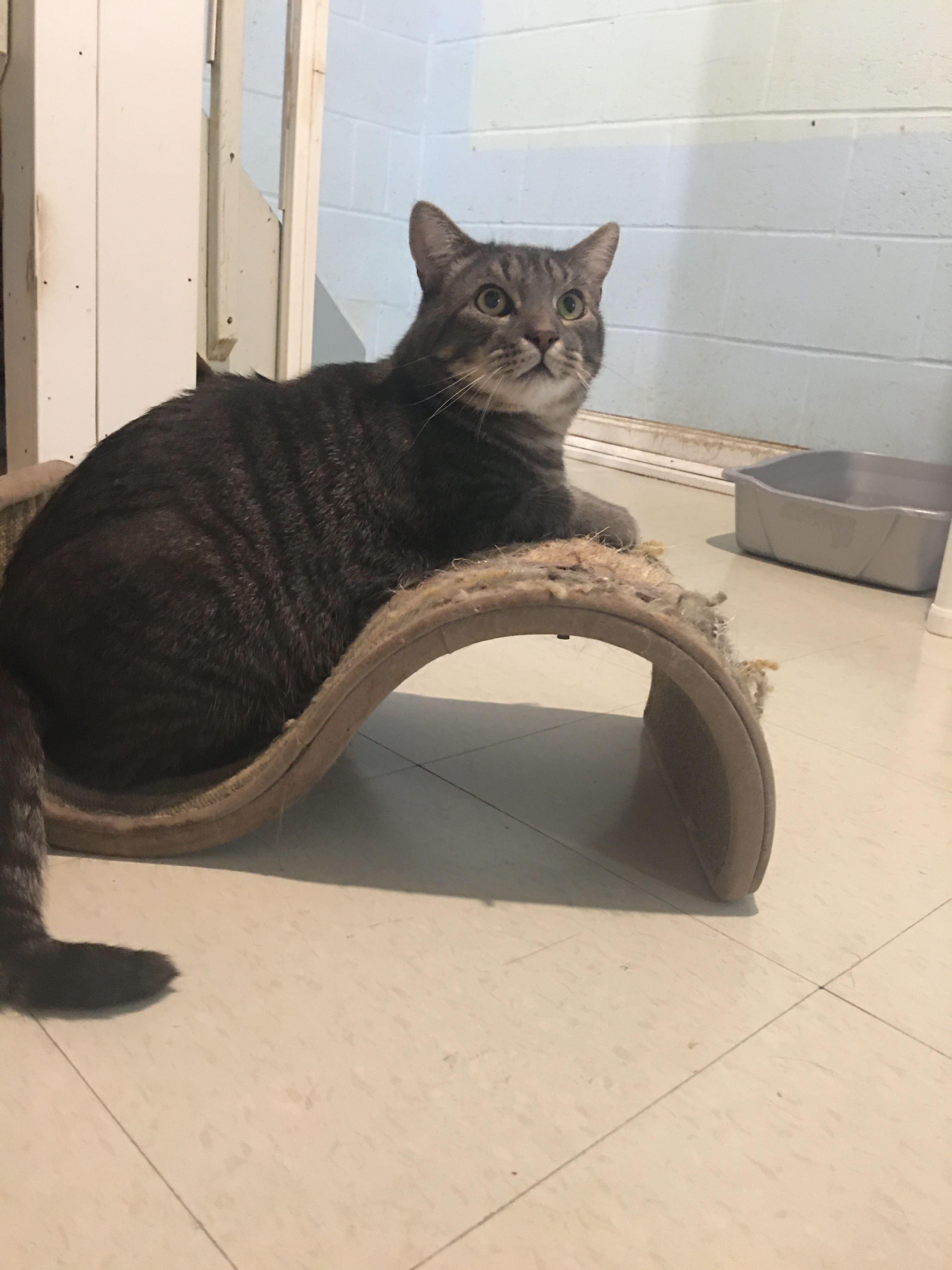 Bentley, a Adoptable mixed breed in Colonia, NJ image 1/10