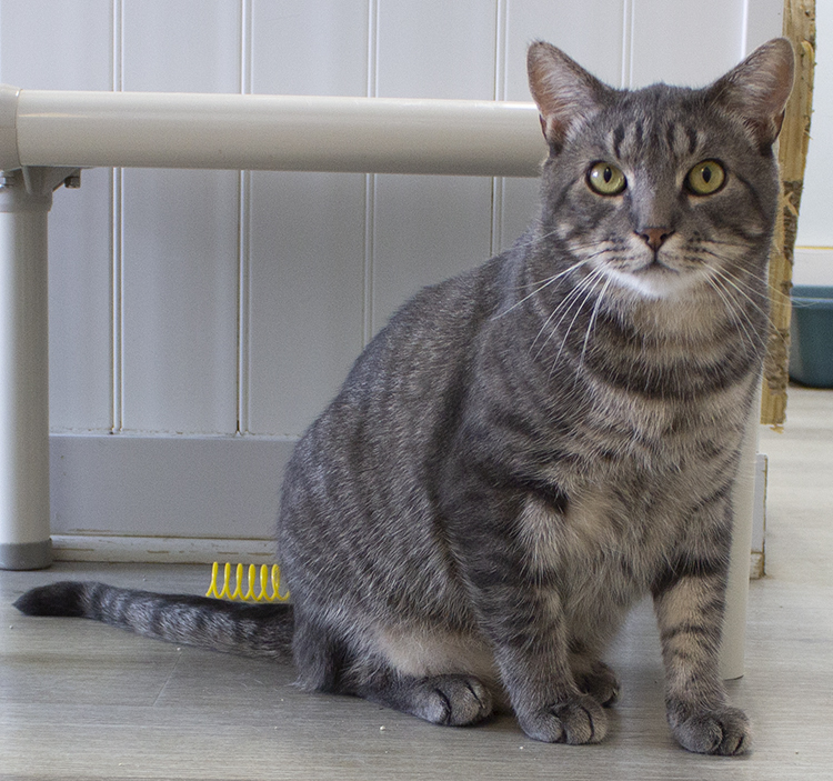 Bentley, a Adoptable mixed breed in Colonia, NJ image 2/10