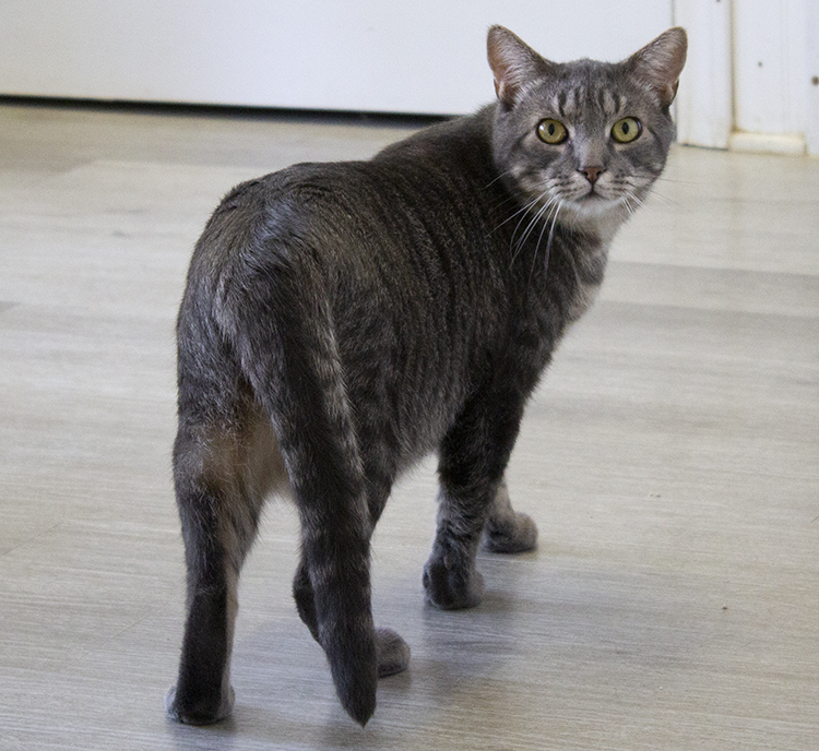 Bentley, a Adoptable mixed breed in Colonia, NJ image 3/10