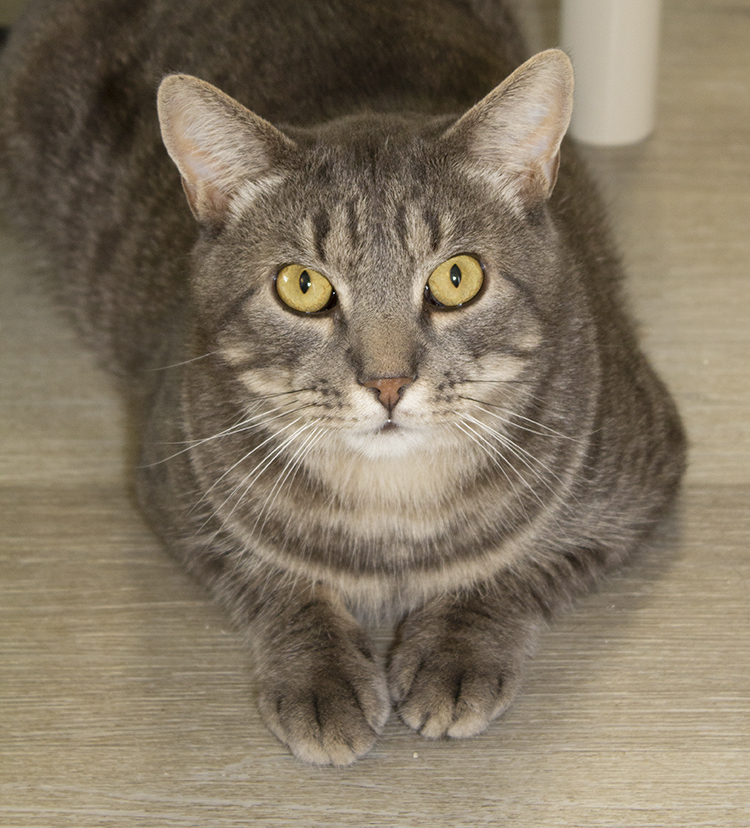Bentley, a Adoptable mixed breed in Colonia, NJ image 4/10
