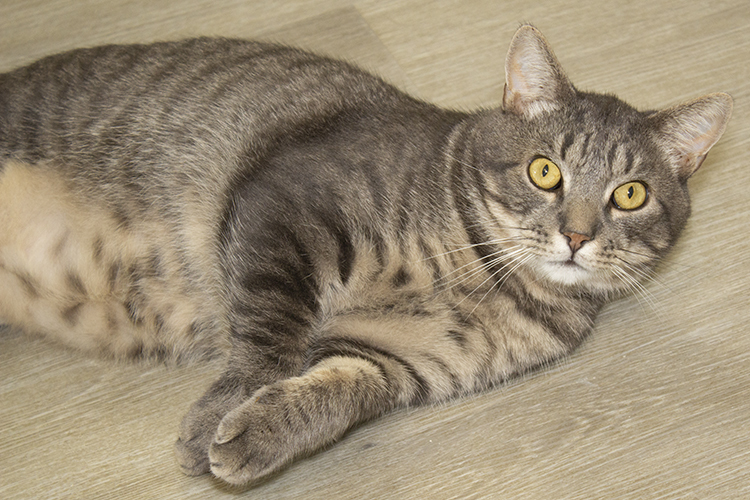 Bentley, a Adoptable mixed breed in Colonia, NJ image 5/10