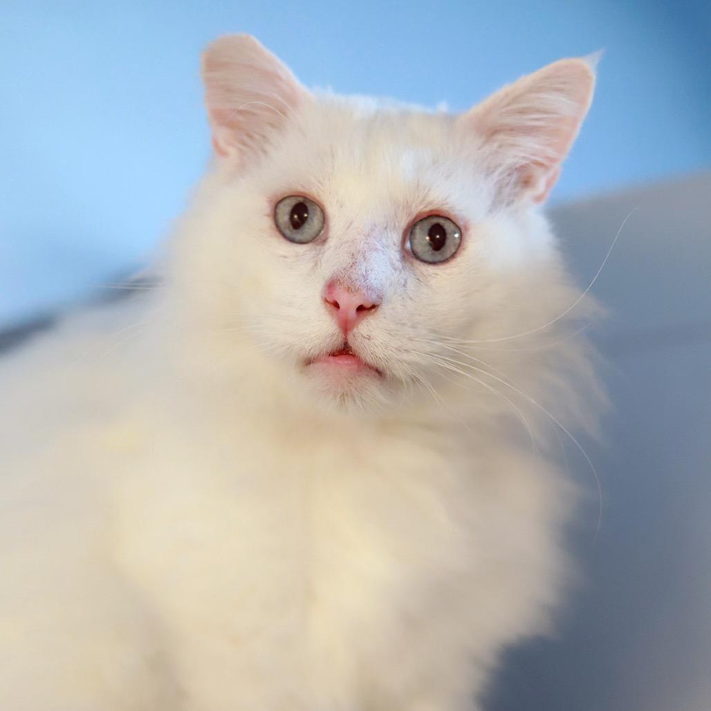 The Big Lebowski — thumbnail 2