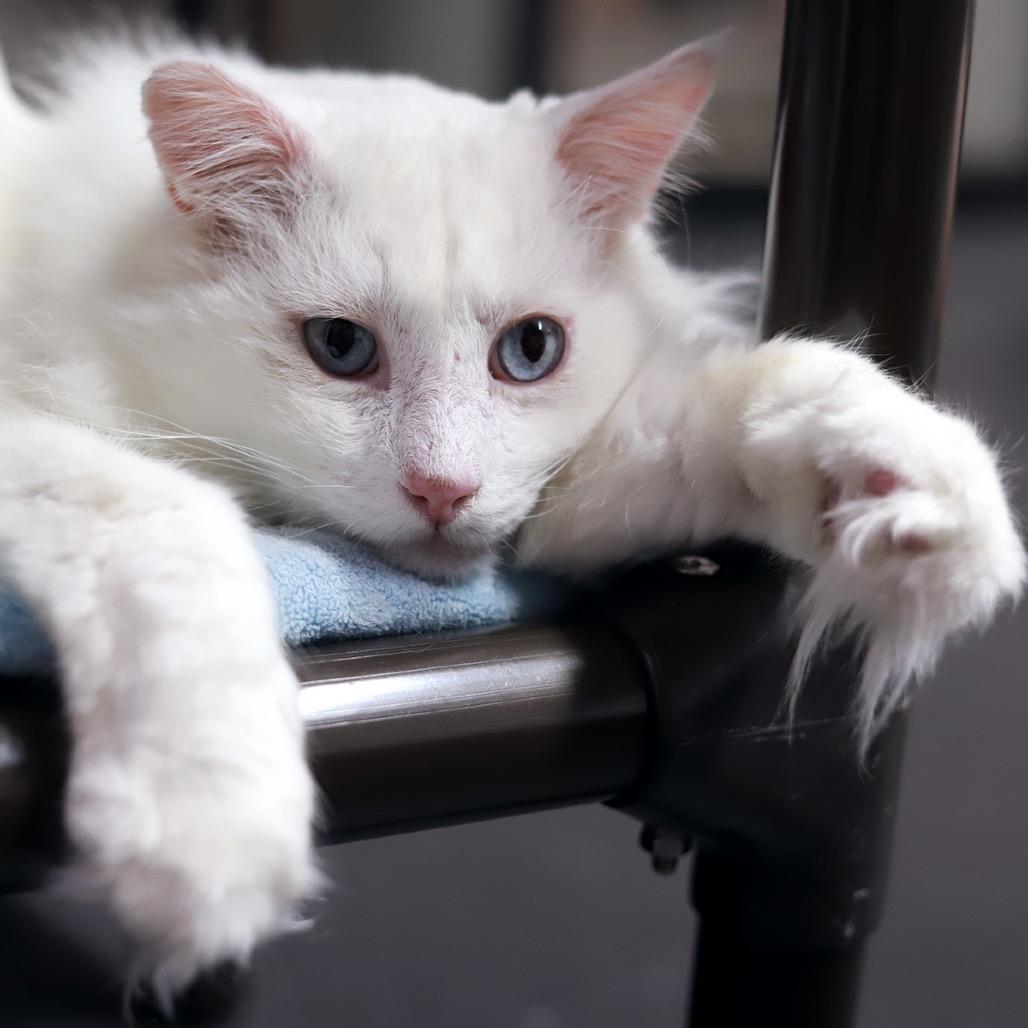 The Big Lebowski — thumbnail 3