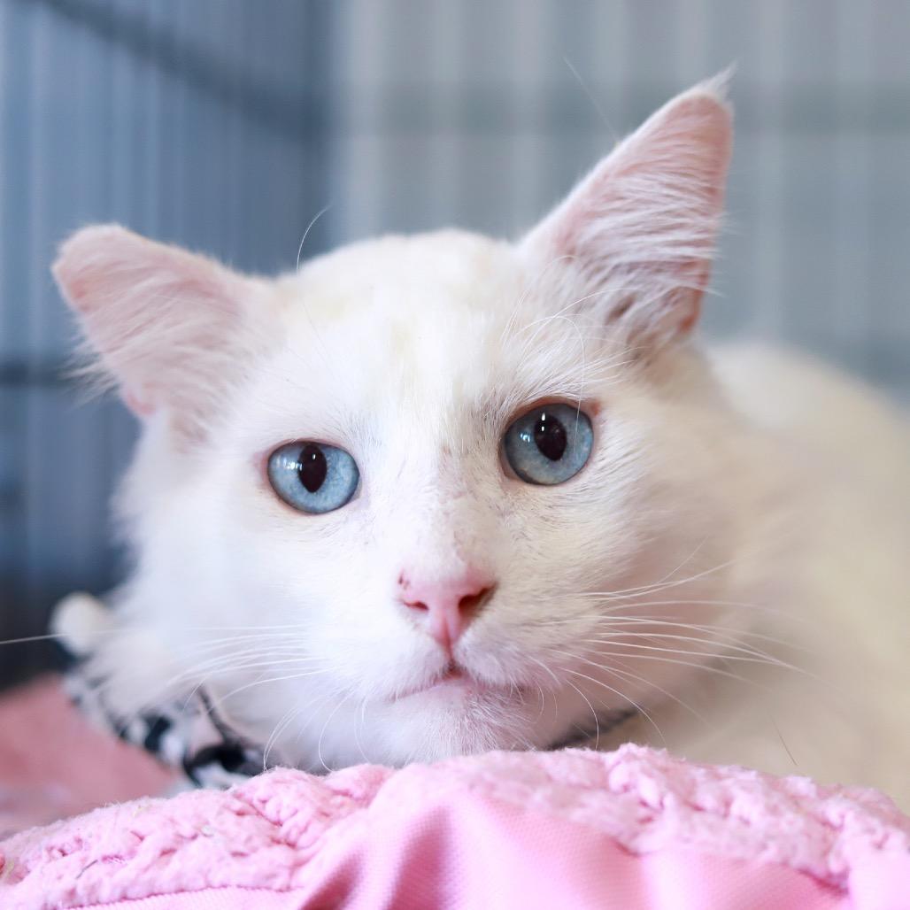 The Big Lebowski — thumbnail 4