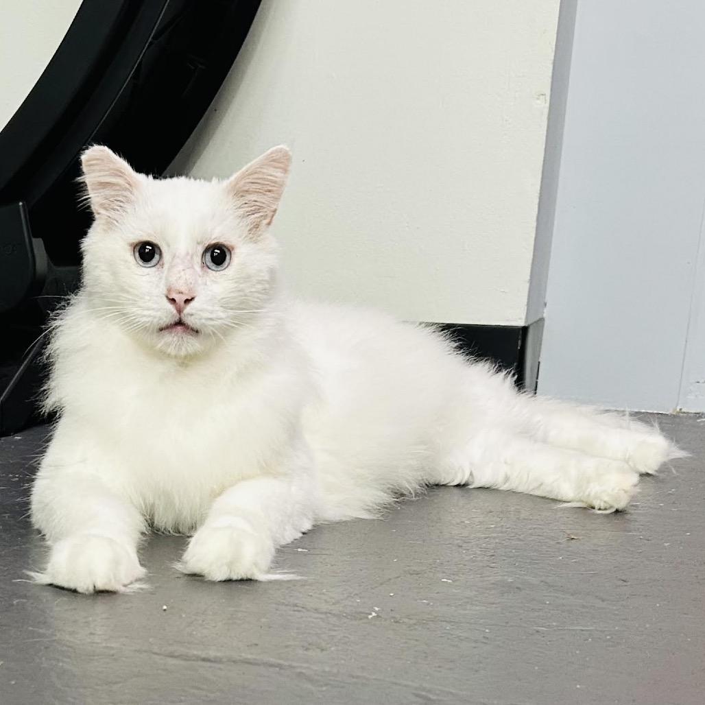 The Big Lebowski — thumbnail 6