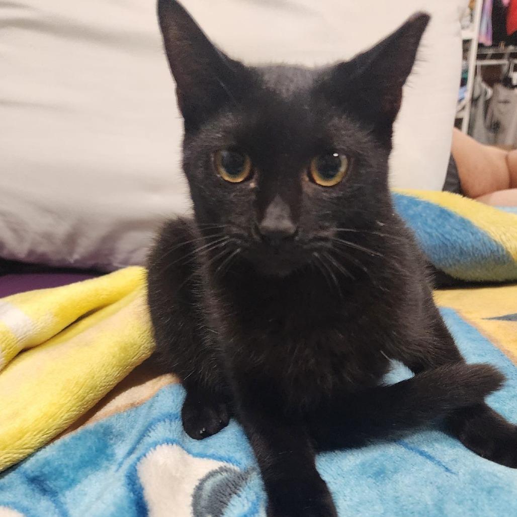 Yaden, Adoptable, Kitten Male Domestic Short Hair.