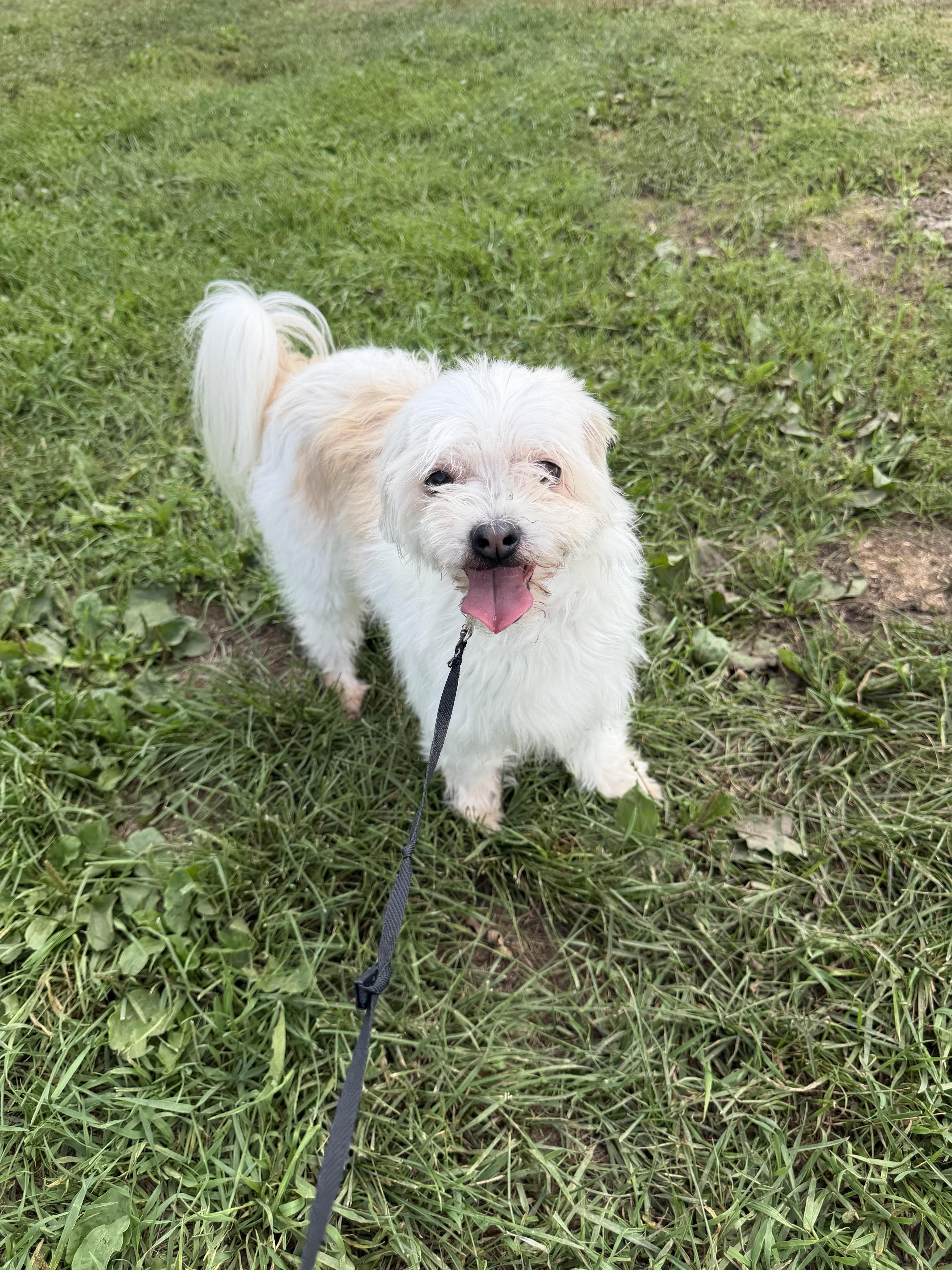 Enlarge MAGGIE, a Adoptable mixed breed in Eden Prairie, MN image 1/3