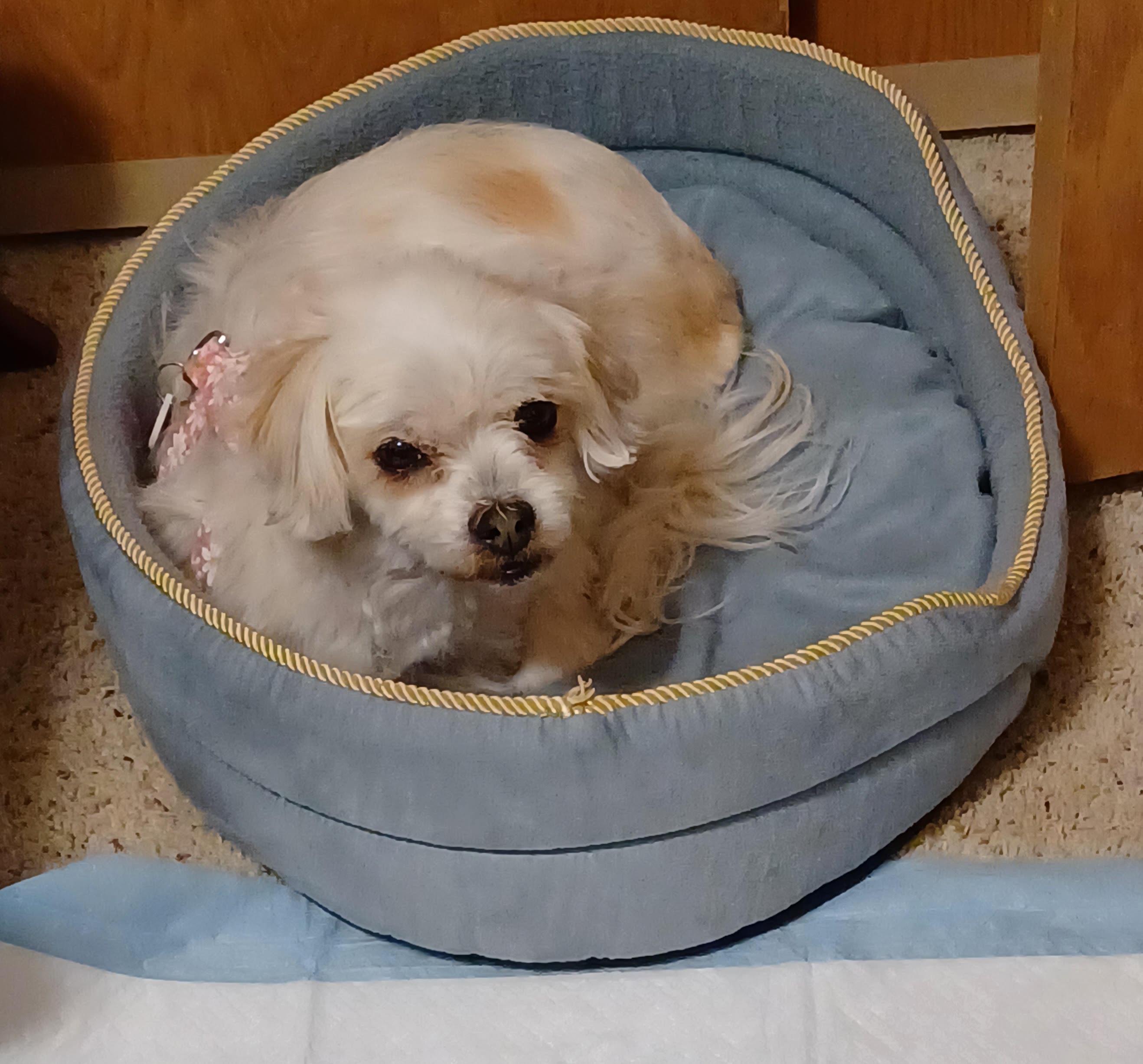 Enlarge MAGGIE, a Adoptable mixed breed in Eden Prairie, MN image 3/3