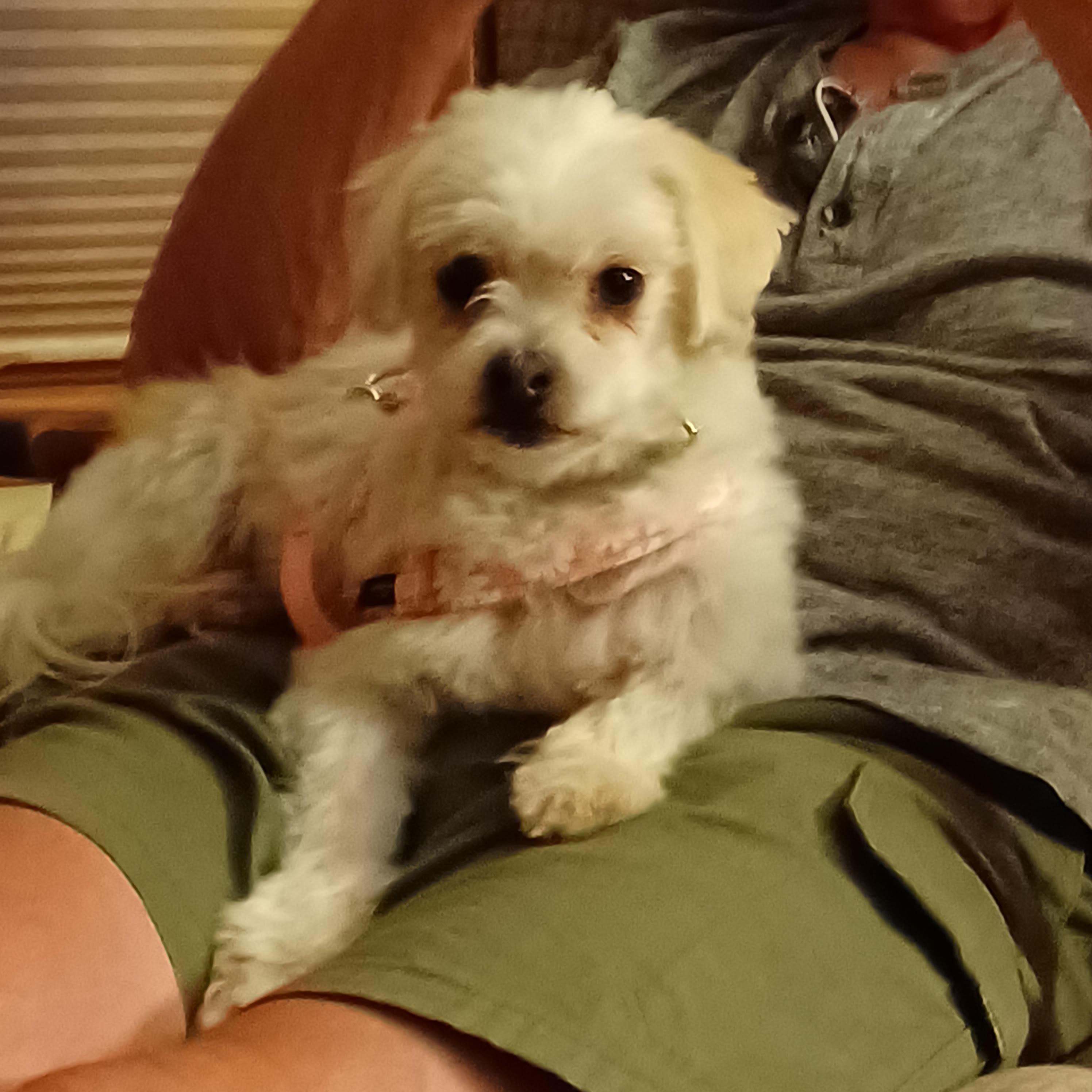 Enlarge MAGGIE, a Adoptable mixed breed in Eden Prairie, MN image 2/3