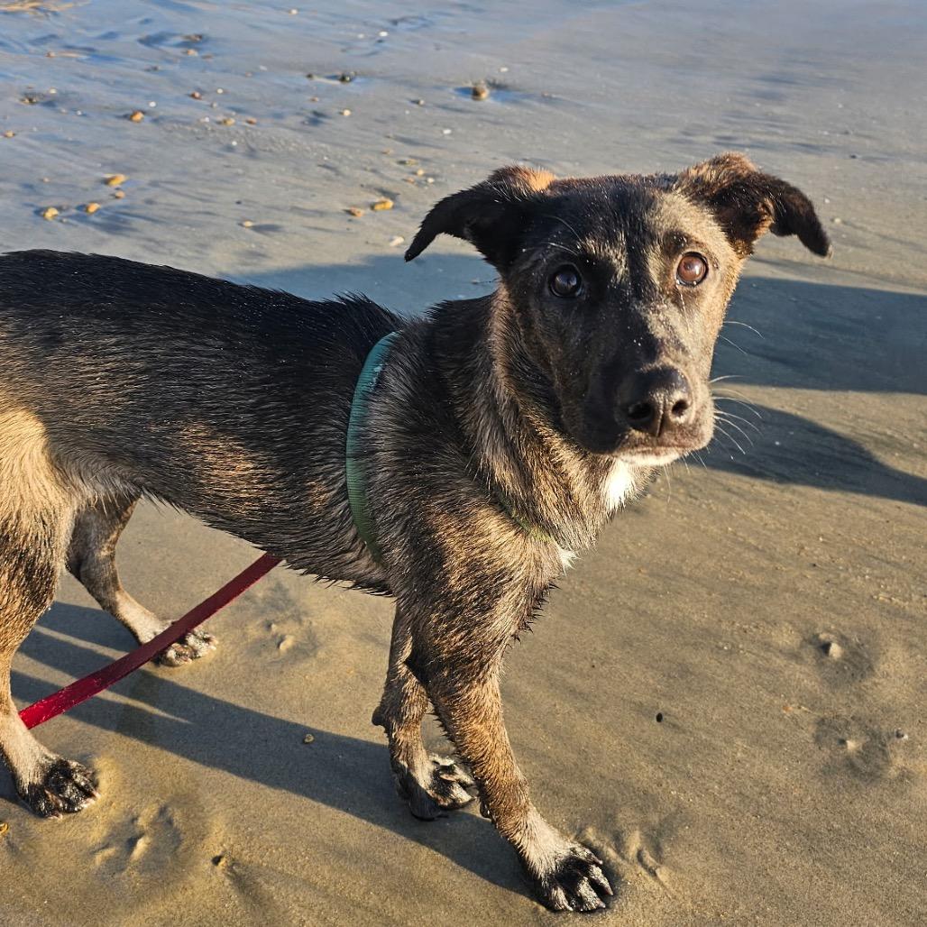 Enlarge Toni Morris, a Adoptable mixed breed in Oceanside, CA image 1/5
