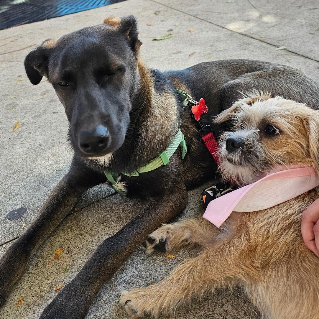 Enlarge Toni Morris, a Adoptable mixed breed in Oceanside, CA image 3/5