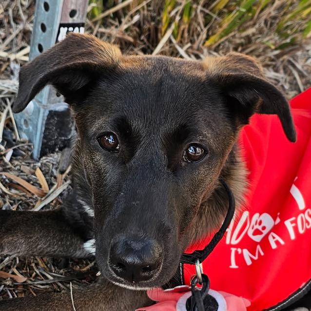Enlarge Toni Morris, a Adoptable mixed breed in Oceanside, CA image 5/5