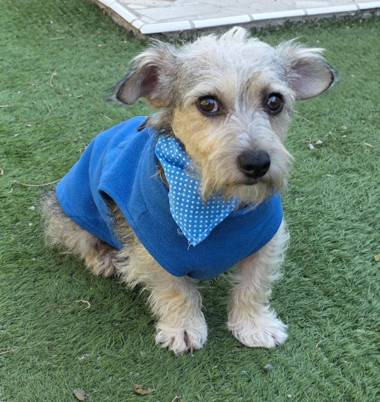 Buffy, Adopted, Young Male Schnauzer & Corgi.
