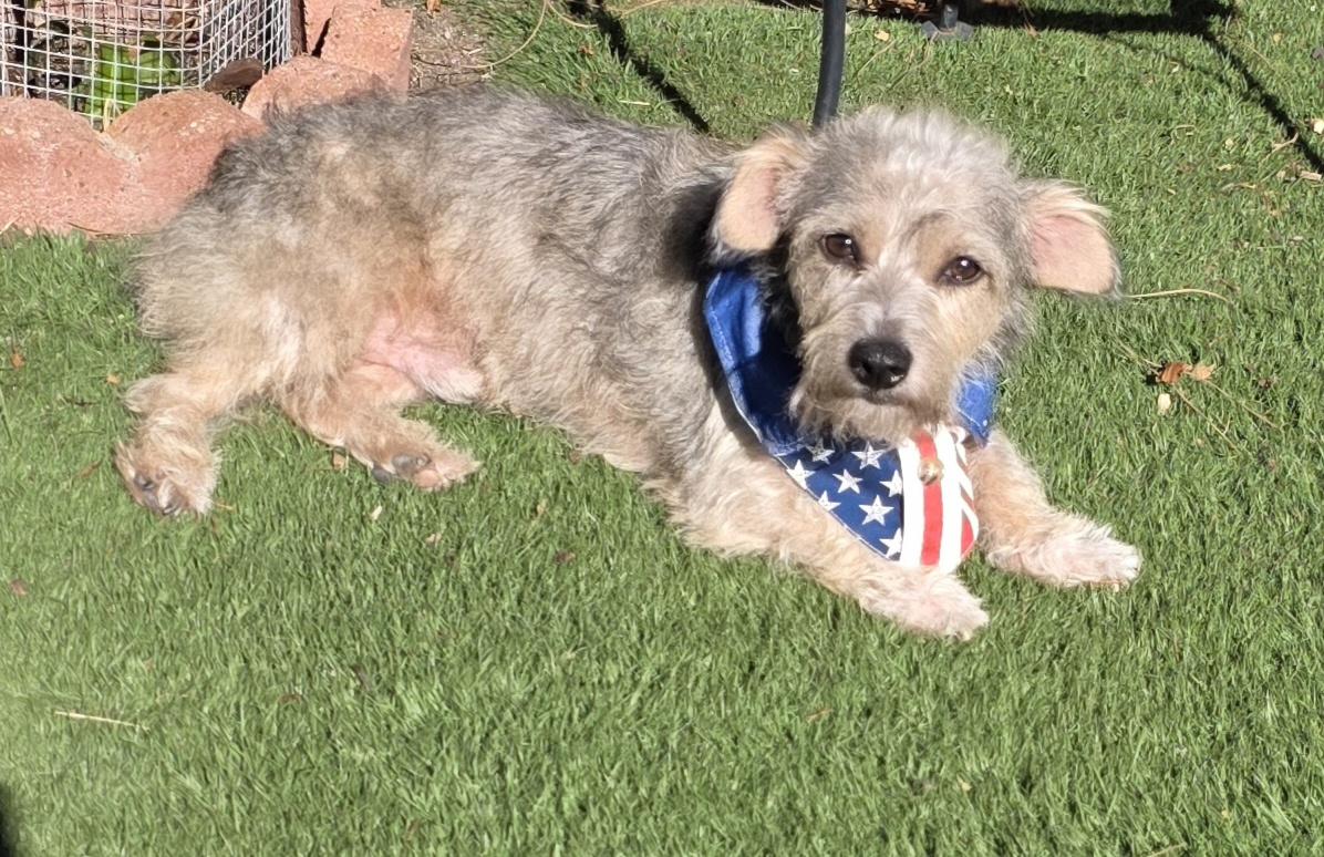 Enlarge Buffy, a Adopted mixed breed in Fallbrook, CA image 5/6