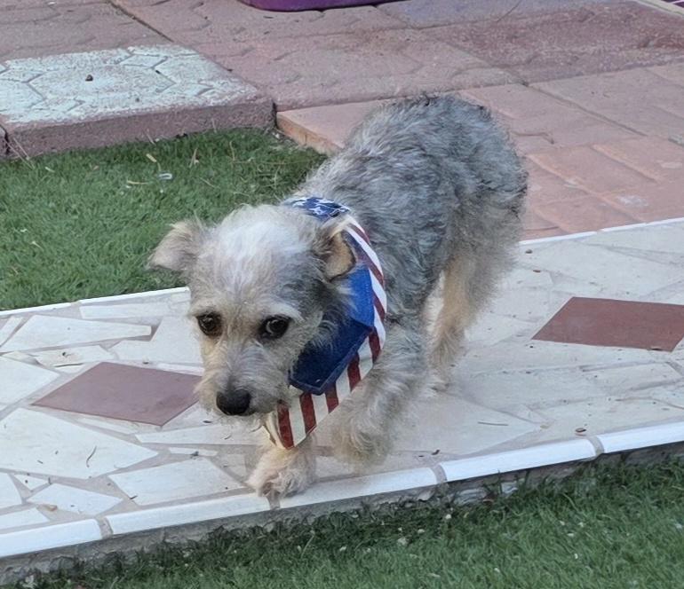 Enlarge Buffy, a Adopted mixed breed in Fallbrook, CA image 6/6