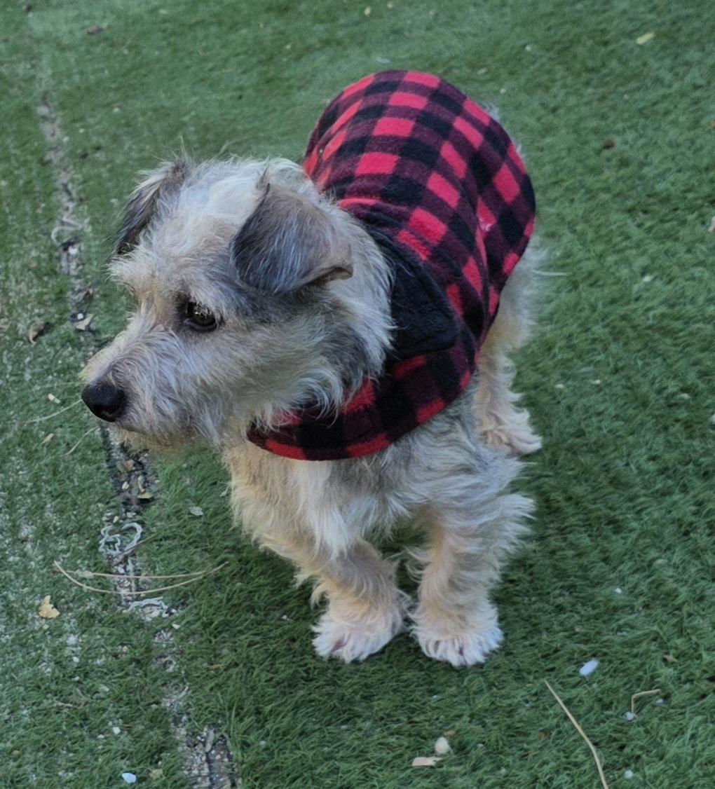 Enlarge Buffy, a Adopted mixed breed in Fallbrook, CA image 4/6