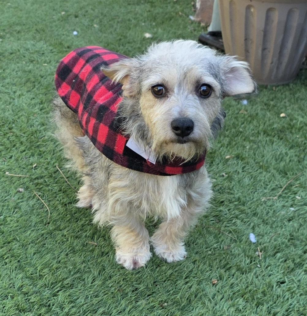 Enlarge Buffy, a Adopted mixed breed in Fallbrook, CA image 2/6
